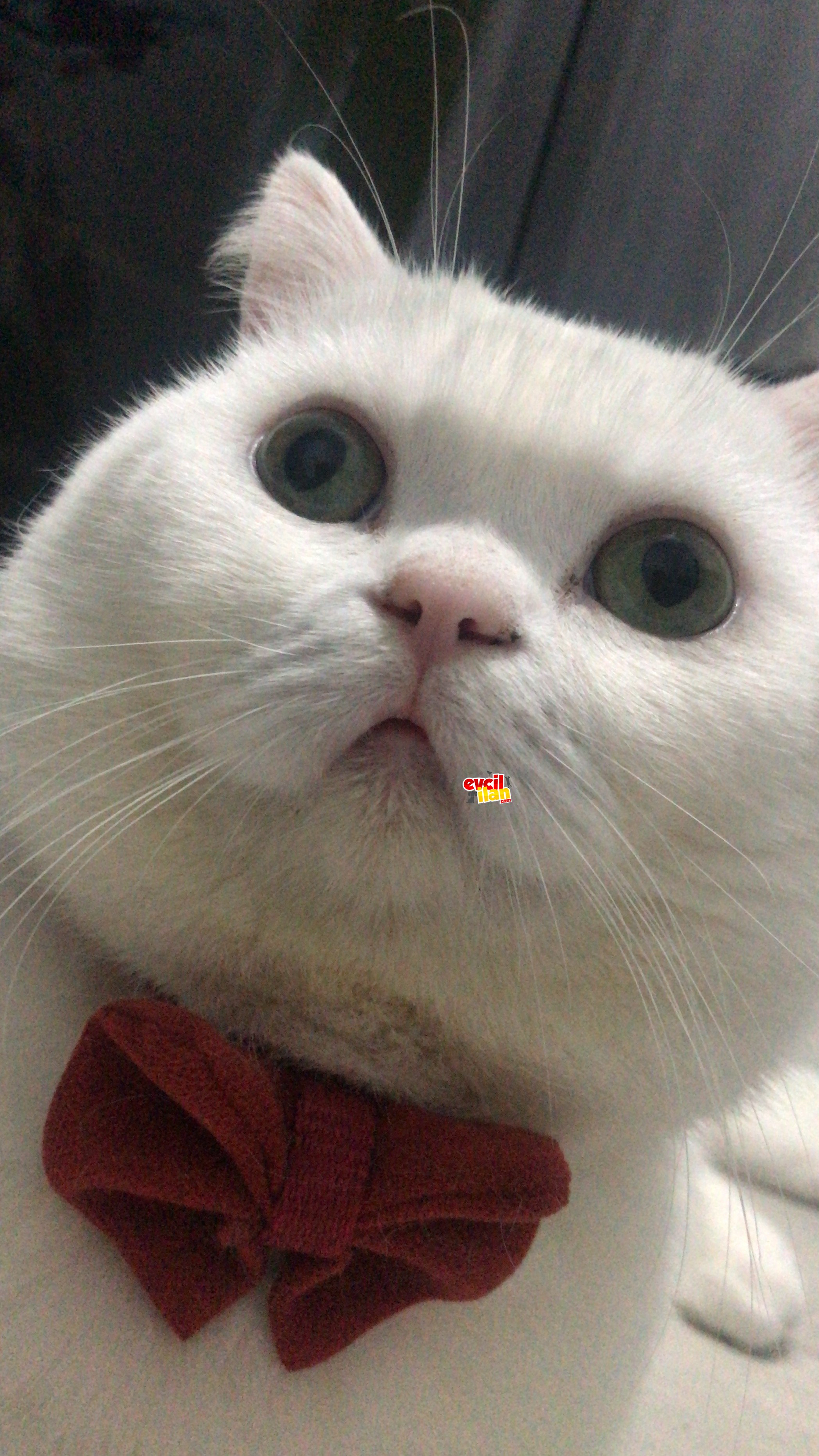 Orjinali British Lütfen Açıklamayı OKU