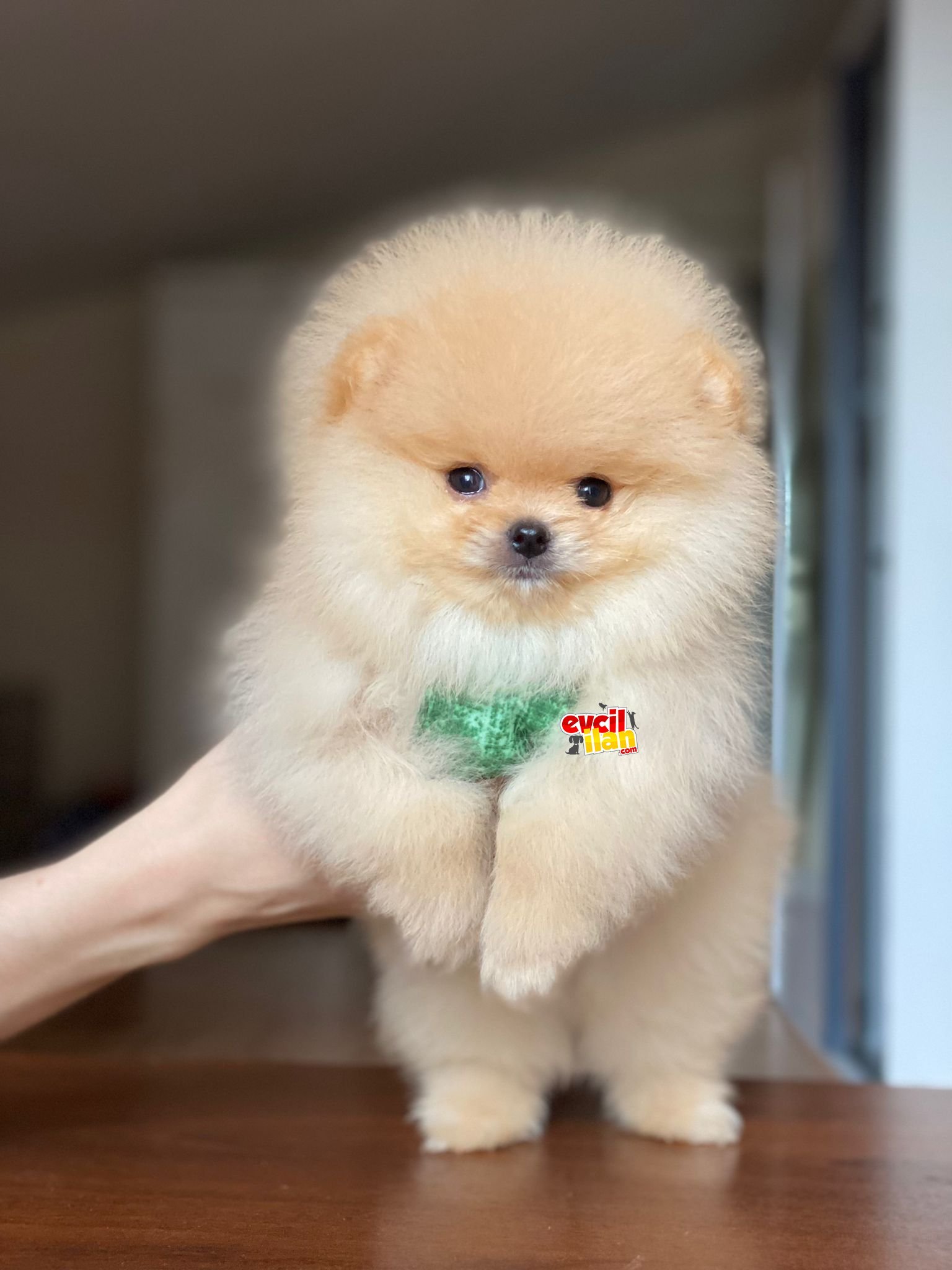 Oyuncak Görünümlü Pomeranian Boo Miniğimiz 