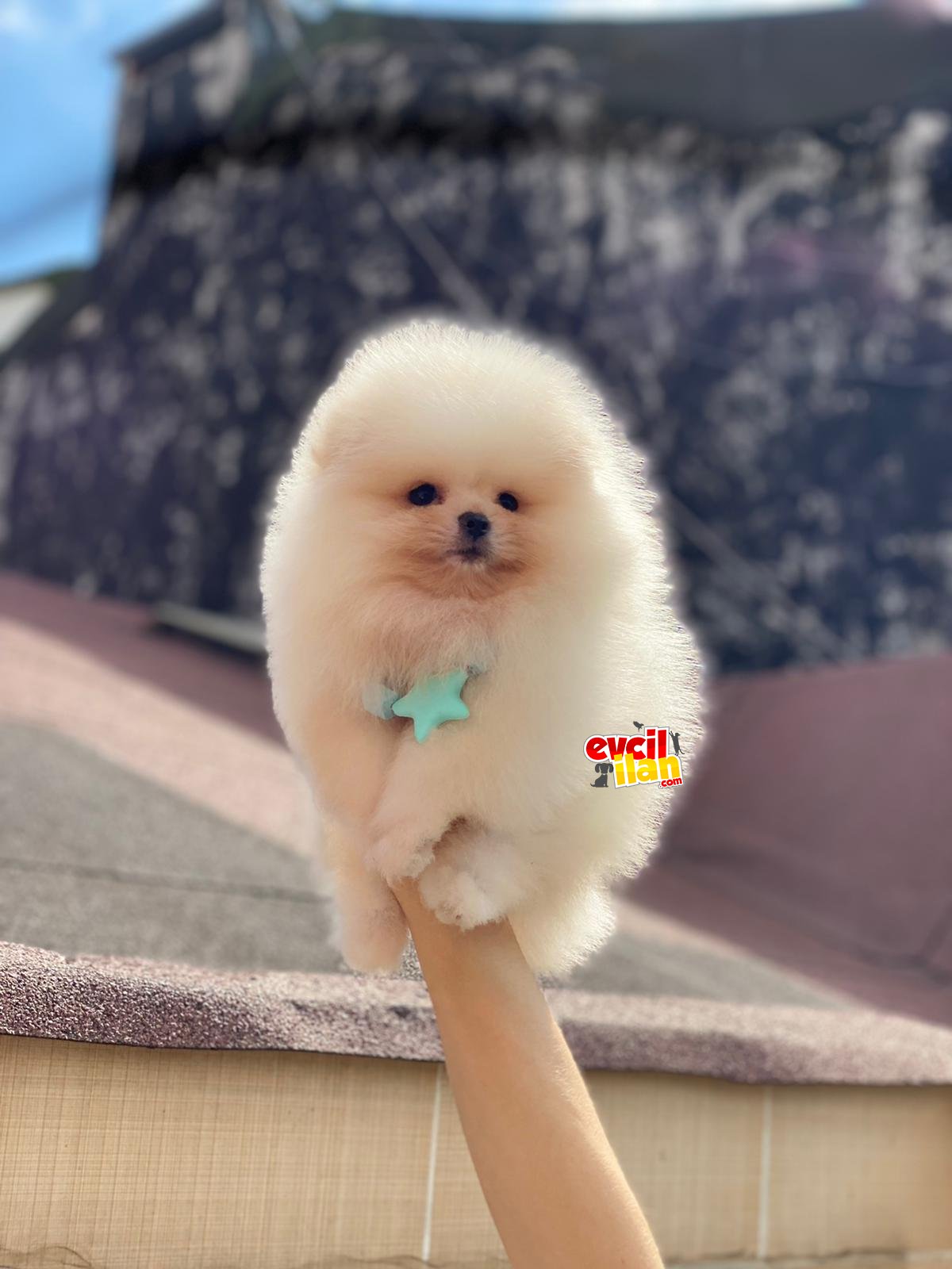 Oyuncak Görünümlü Pomeranian Boo yavrumuz 