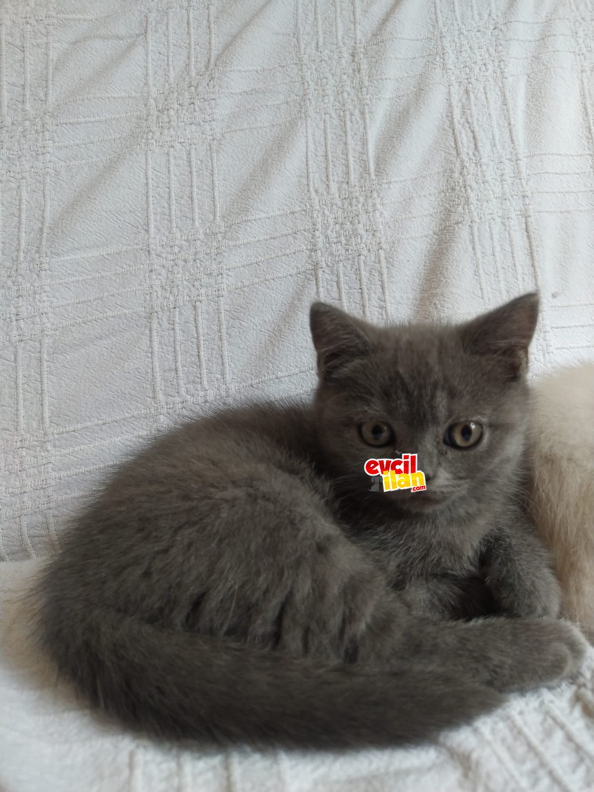 Oyuncu British Shorthair Dişi