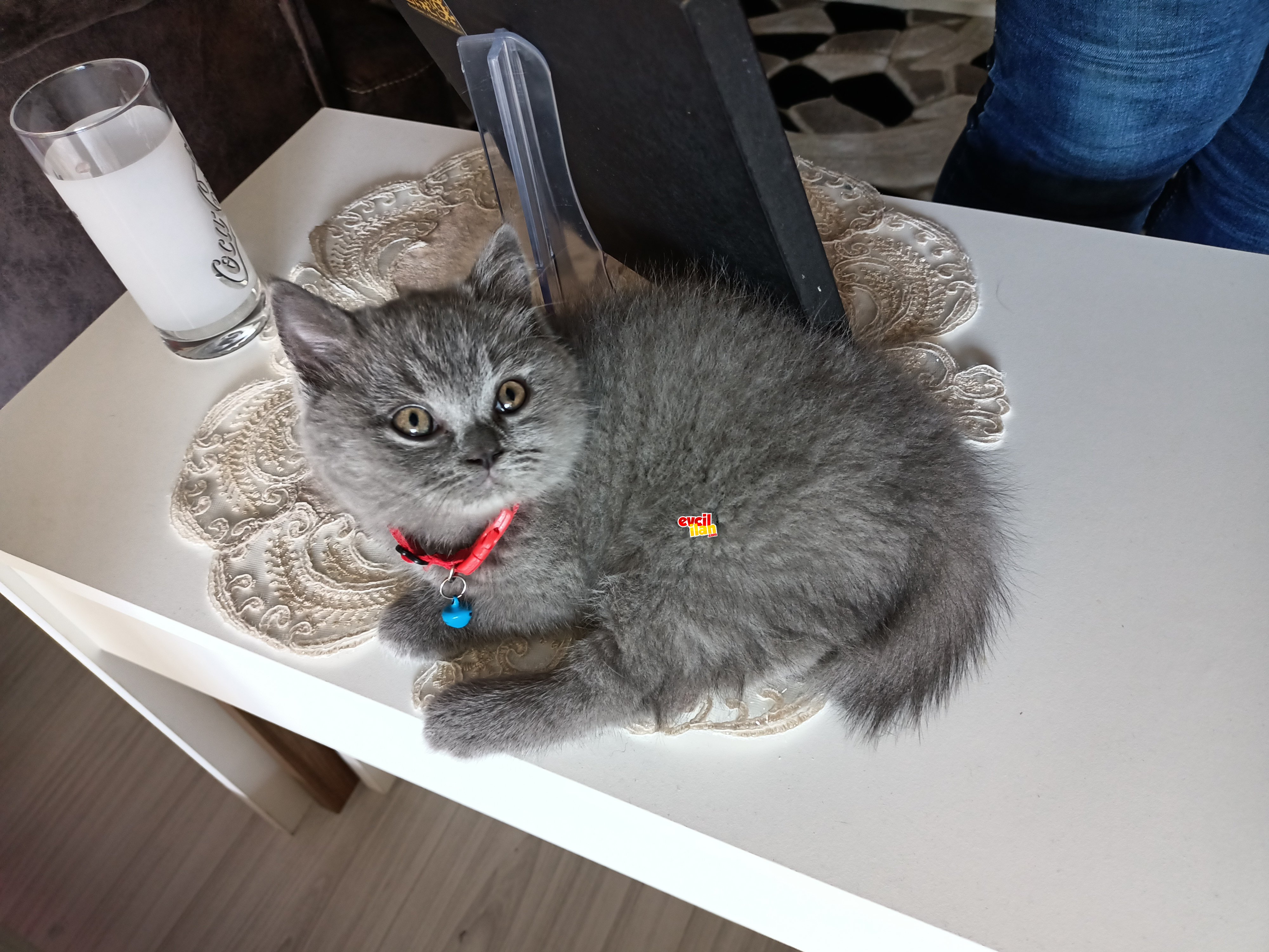 Oyuncu british shorthair 