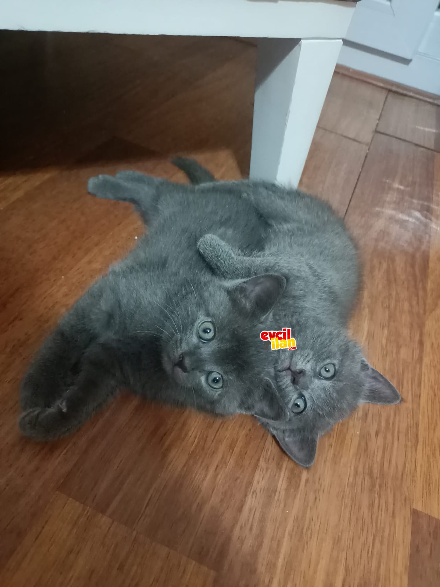 OYUNCU BRİTİSH YAVRULAR
