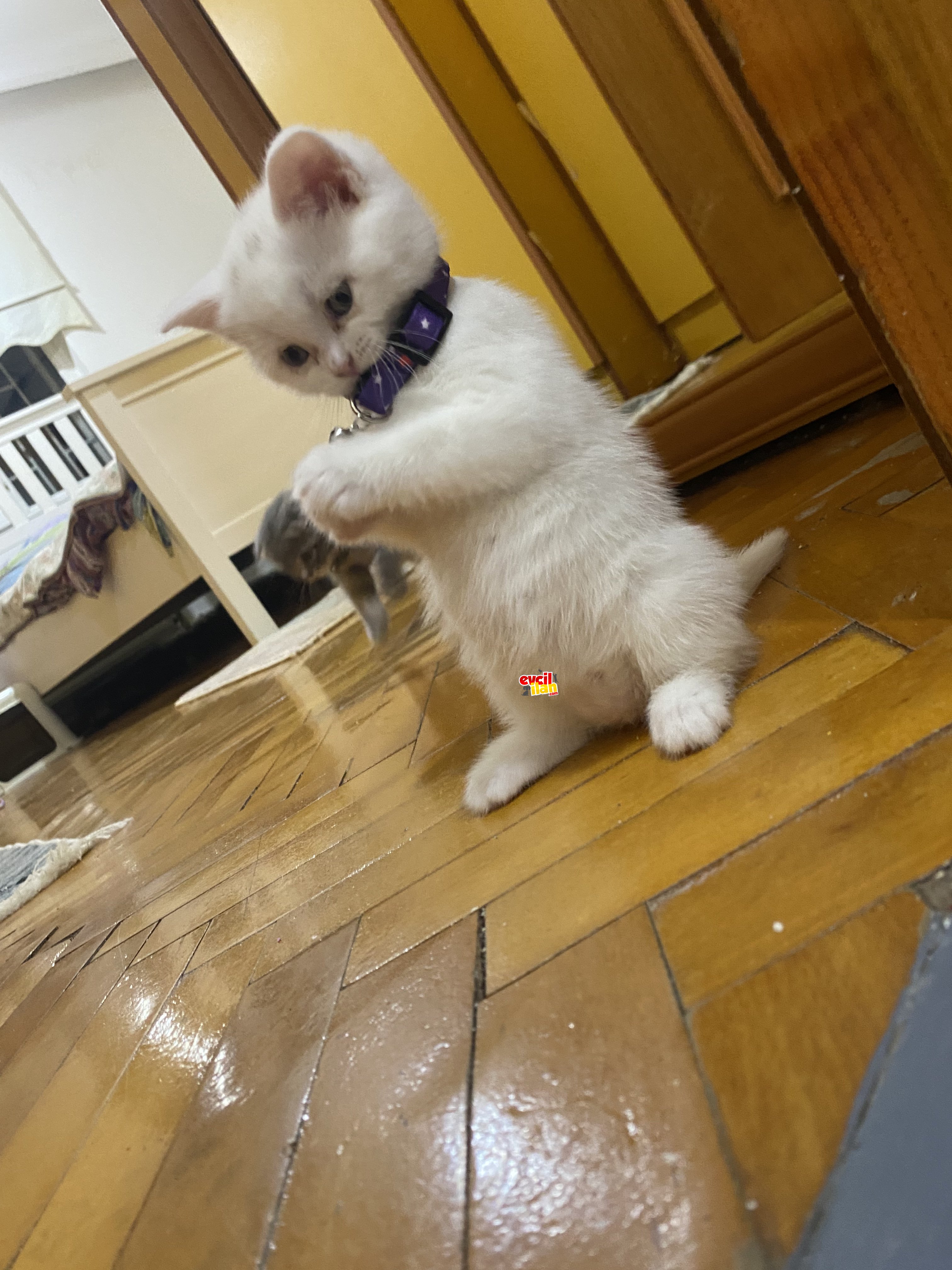 Oyuncu Kaliteli ve sağlıklı yavrular ( Scottish fold )