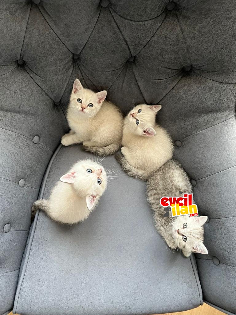 Oyuncu kardeşler sahiplerini bekliyorlar
