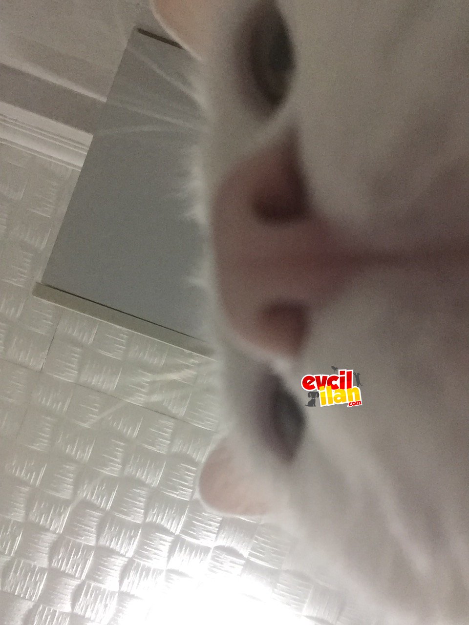 Oyuncu kedimi sahiplendiriyorum