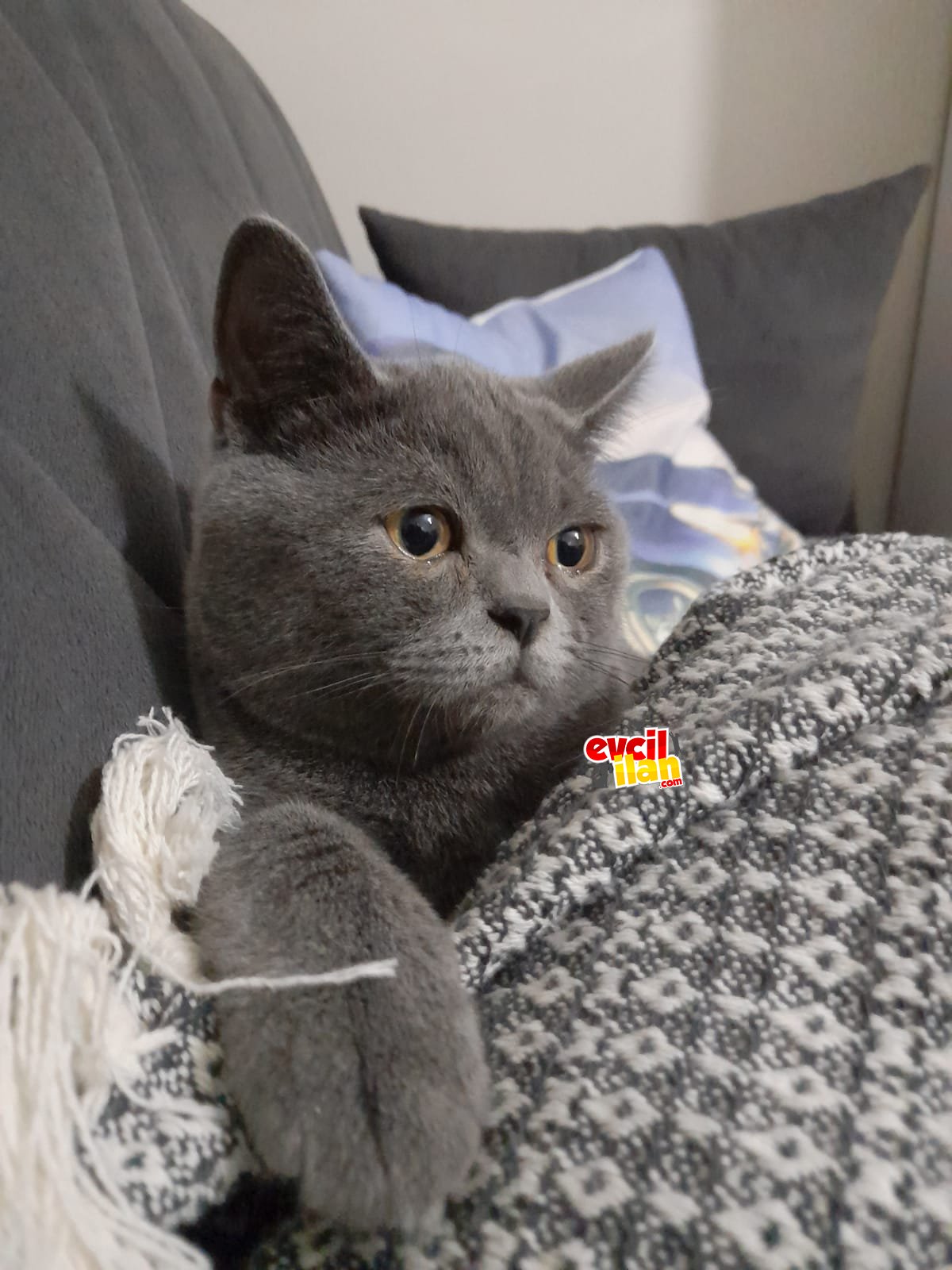 Oyuncu kedimiz