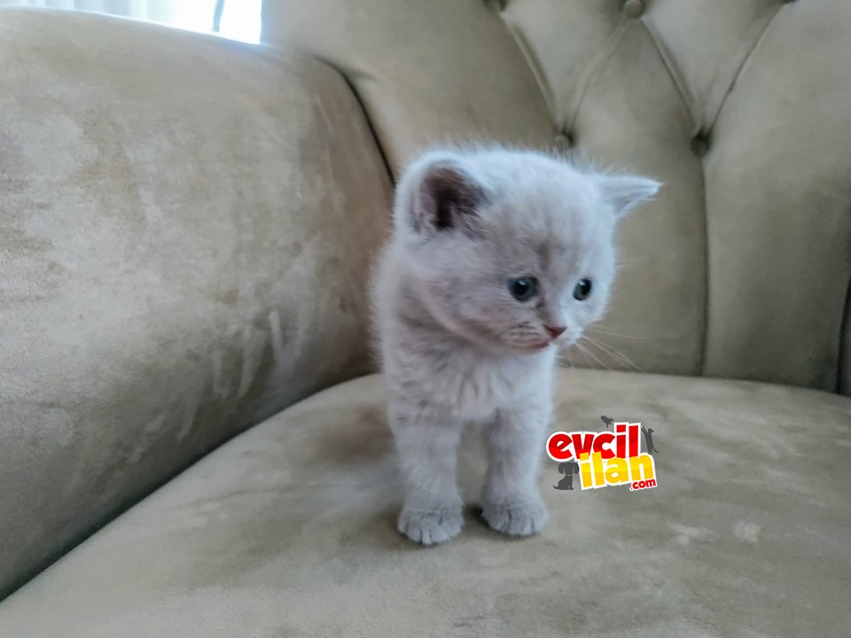 Oyuncu kedimiz