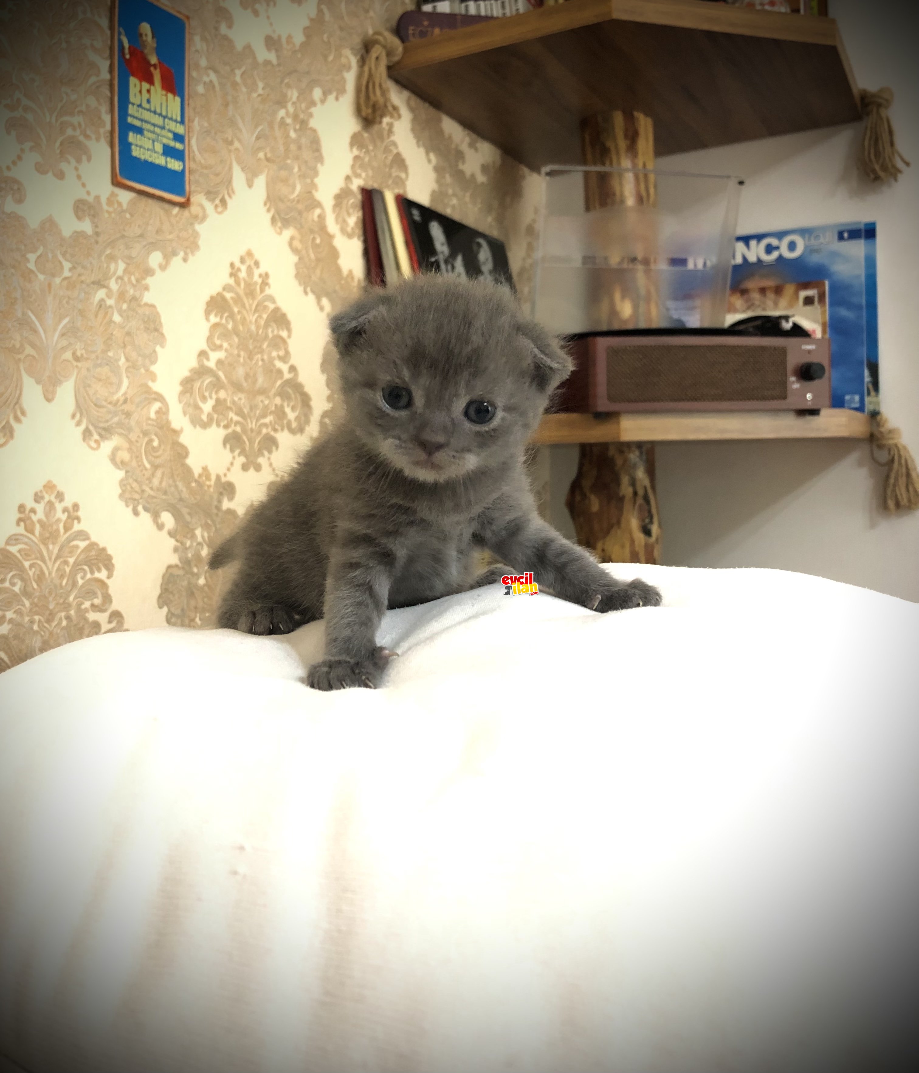 2 aylık Scottish Fold Oyuncu Kedimize Güvenli Bir yuva arıyoruz 