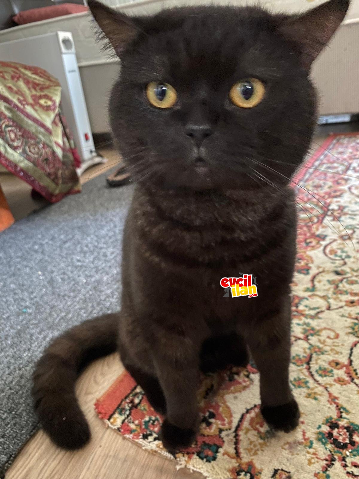 Oyuncu Kısırlaştırılmamış British Shorthair