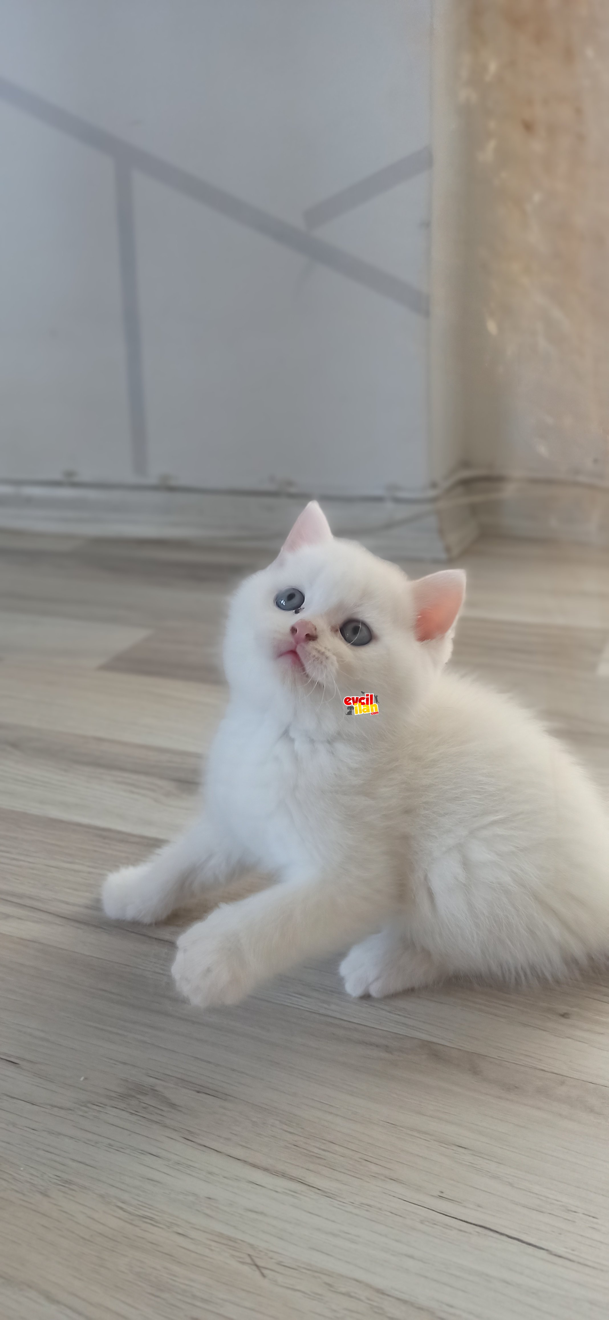 Oyuncu mavişlerimiz yeni yuvalarını ariyor