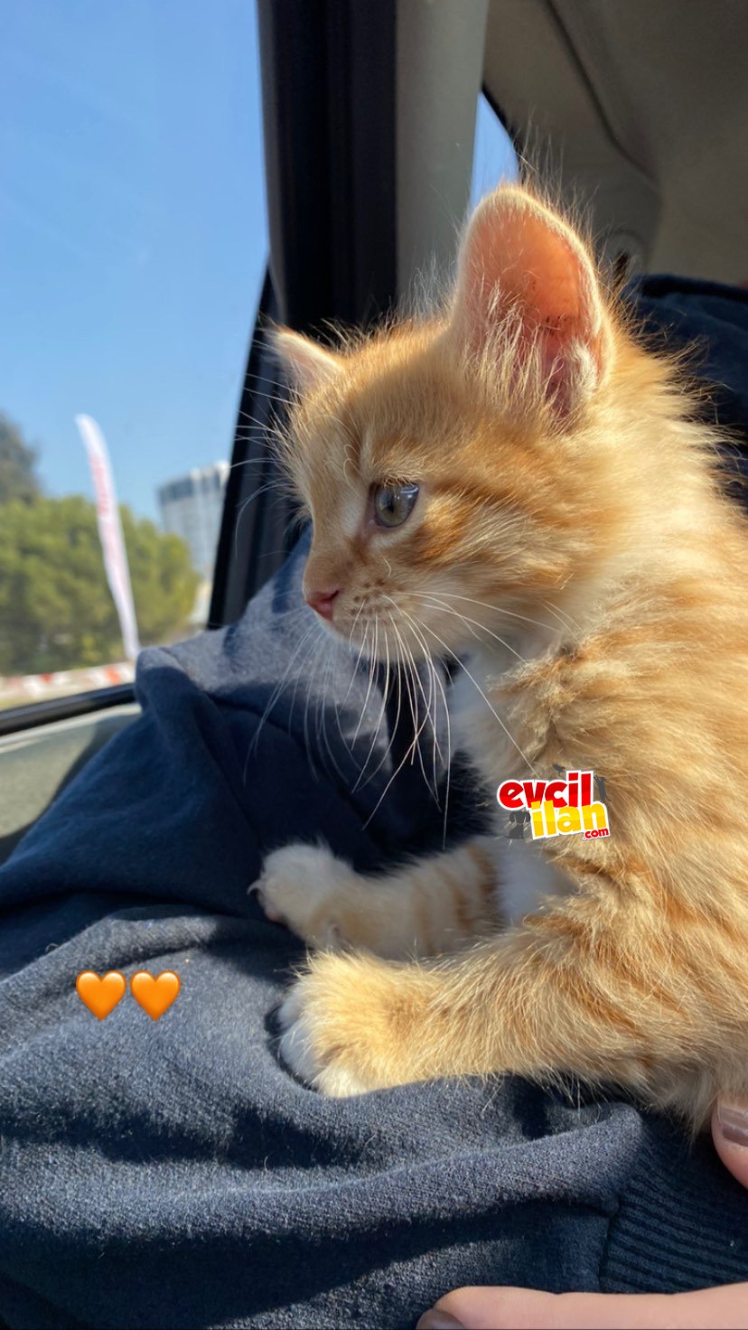 Oyuncu minik bir aslan
