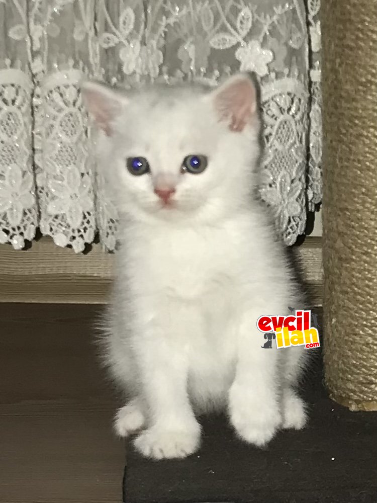 Oyuncu ponçikler