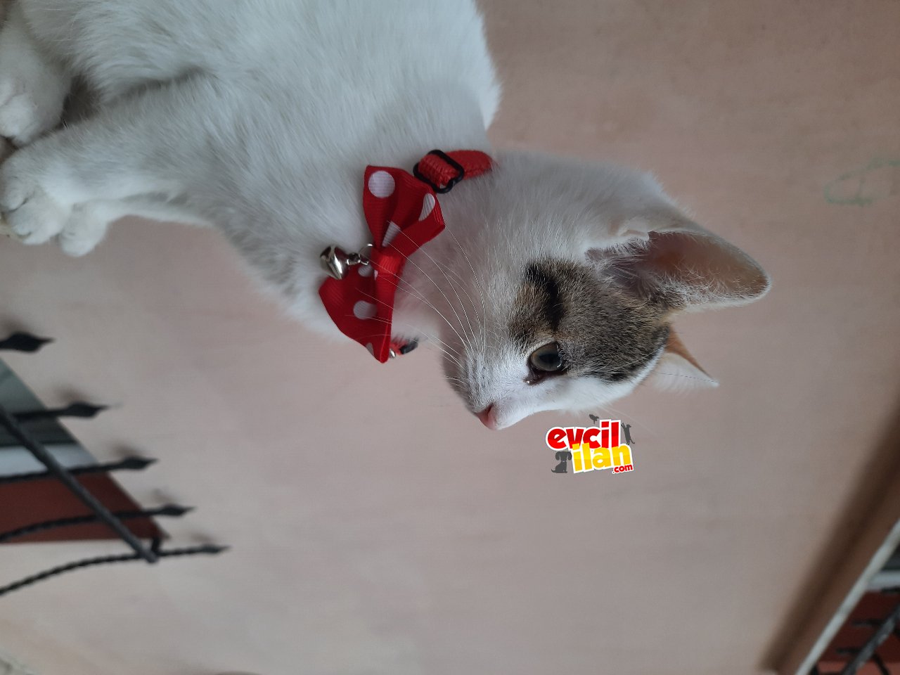 Oyuncu şaklaban 