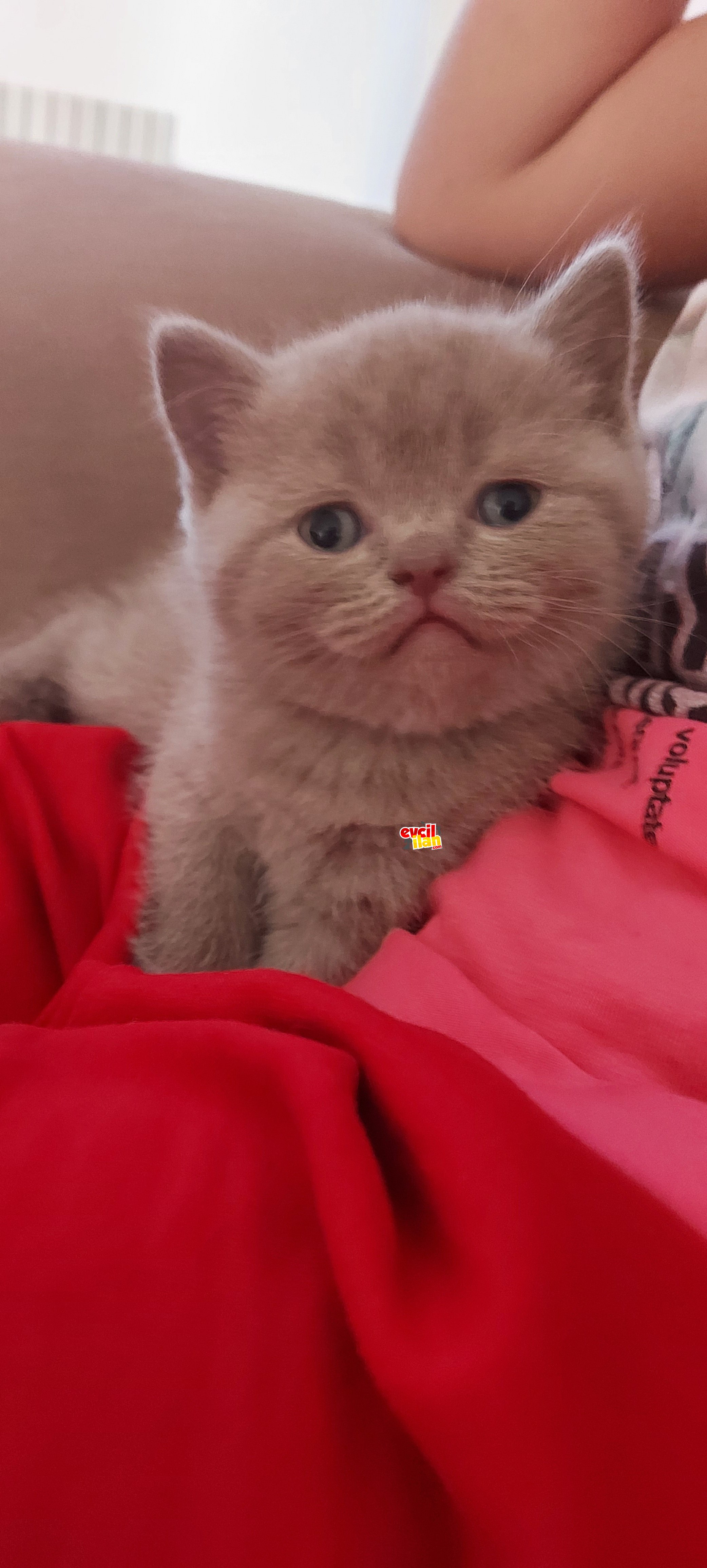 Oyuncu sevecen British shorthair 