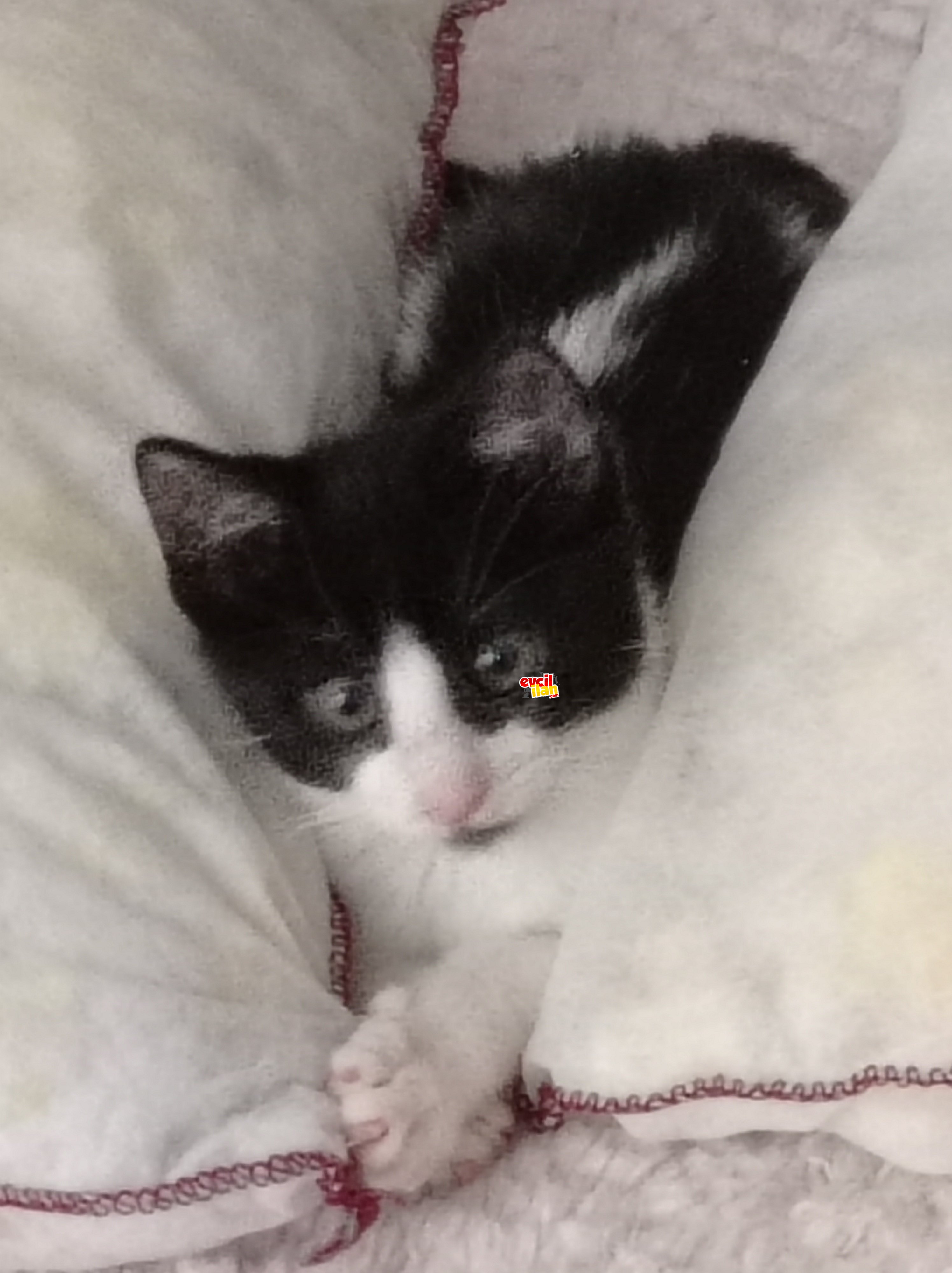 Oyuncu sevimli mini tuxedo