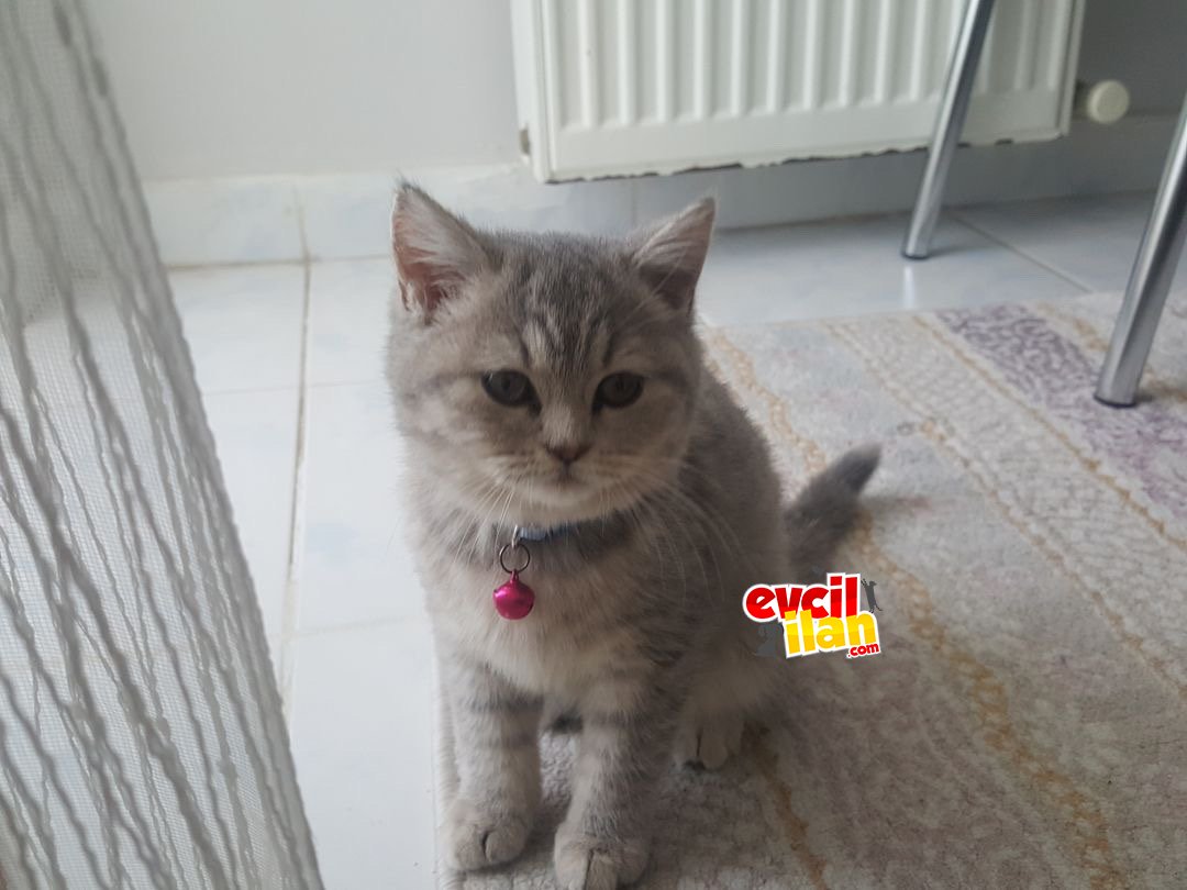 oyuncu tarçın