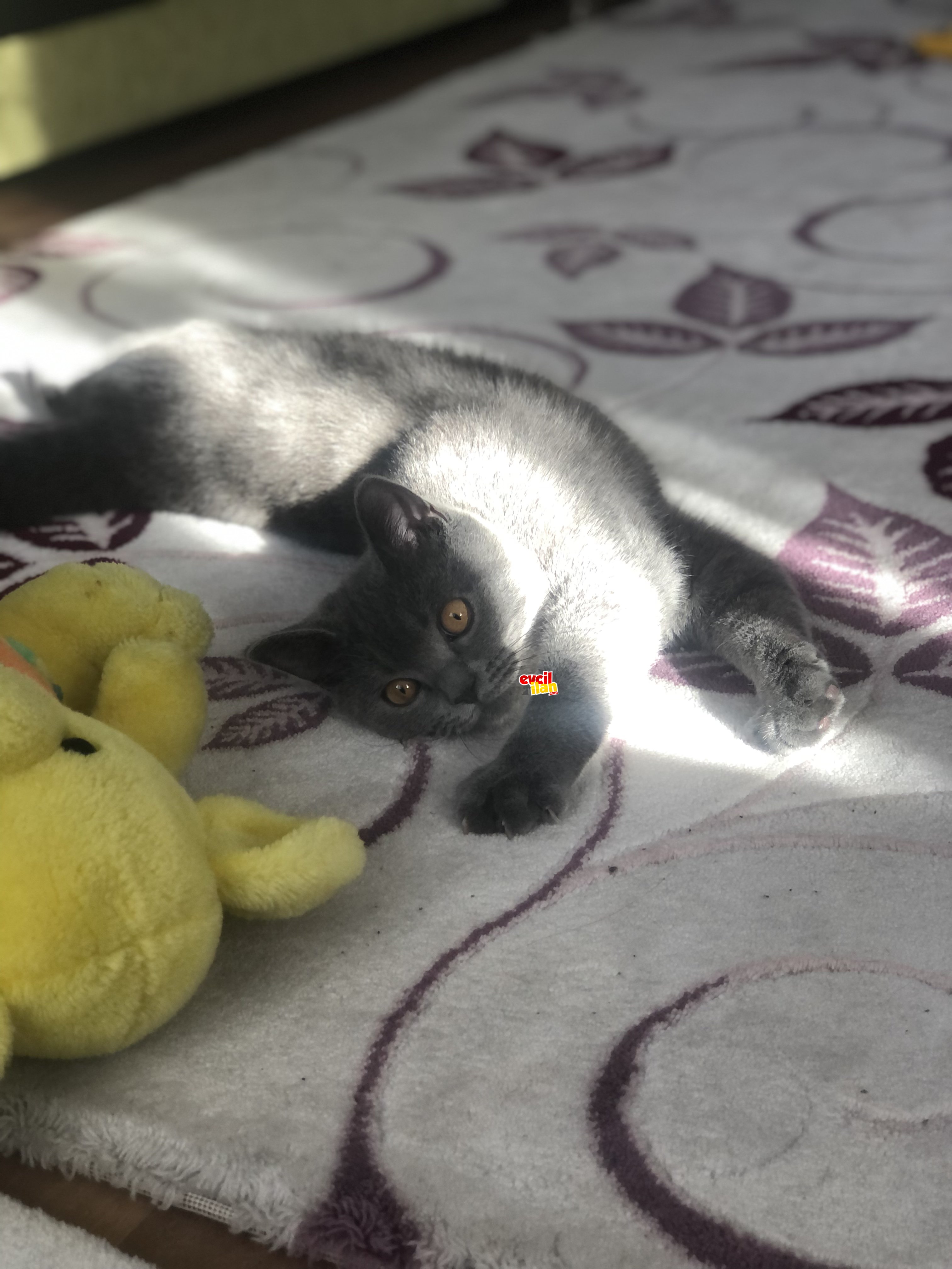 Oyuncu ve Sevimli British Shorthair 