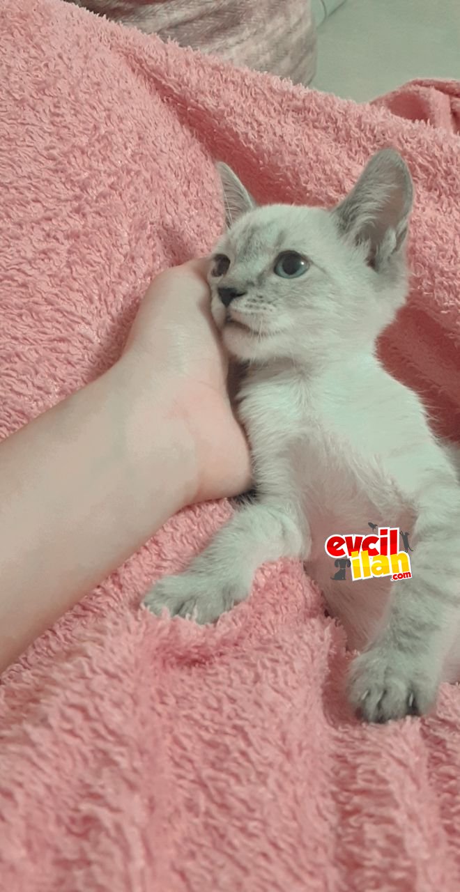 Oyuncu ve uysaldır