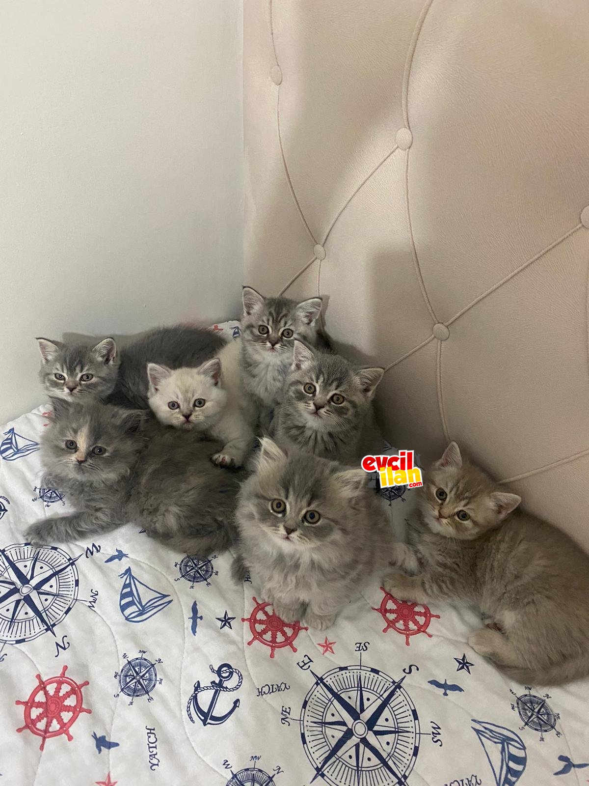 Oyuncu yavrular yeni yuvalarını arıyor