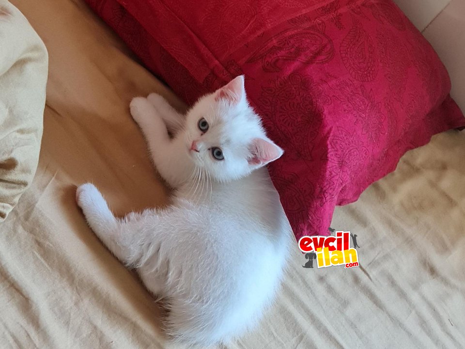 Oyuncu yavrular 