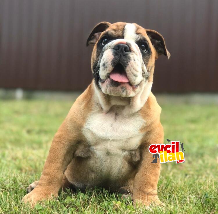 Özel ithal ingiliz bulldog yavrularımız 