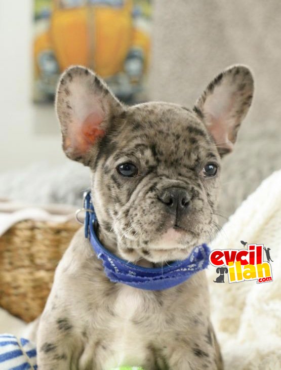 ÖZEL RENK FRENCH BULLDOG