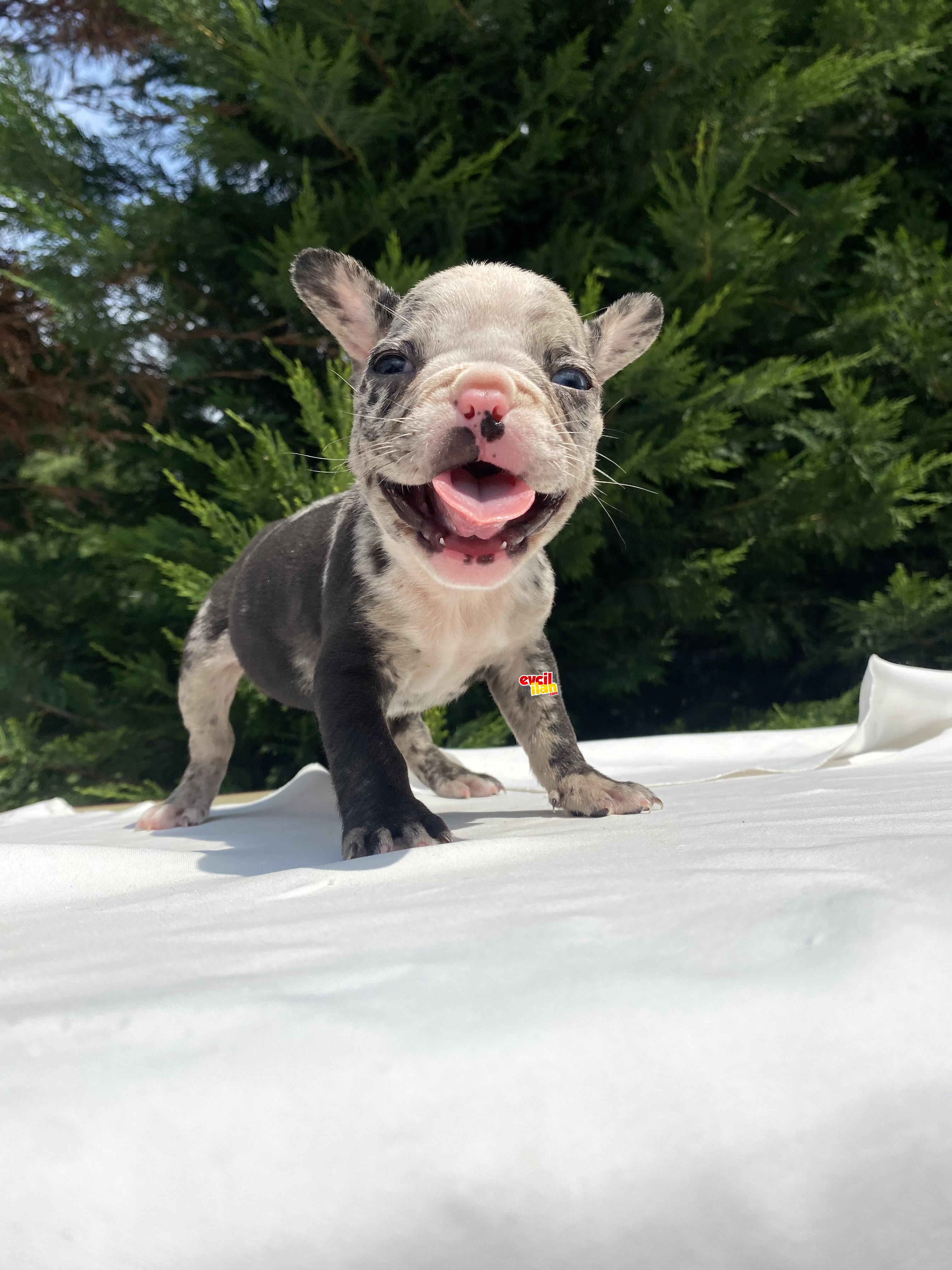 ÖZEL TENK MERLE FRENCH BULLDOG MAVİ GÖZ