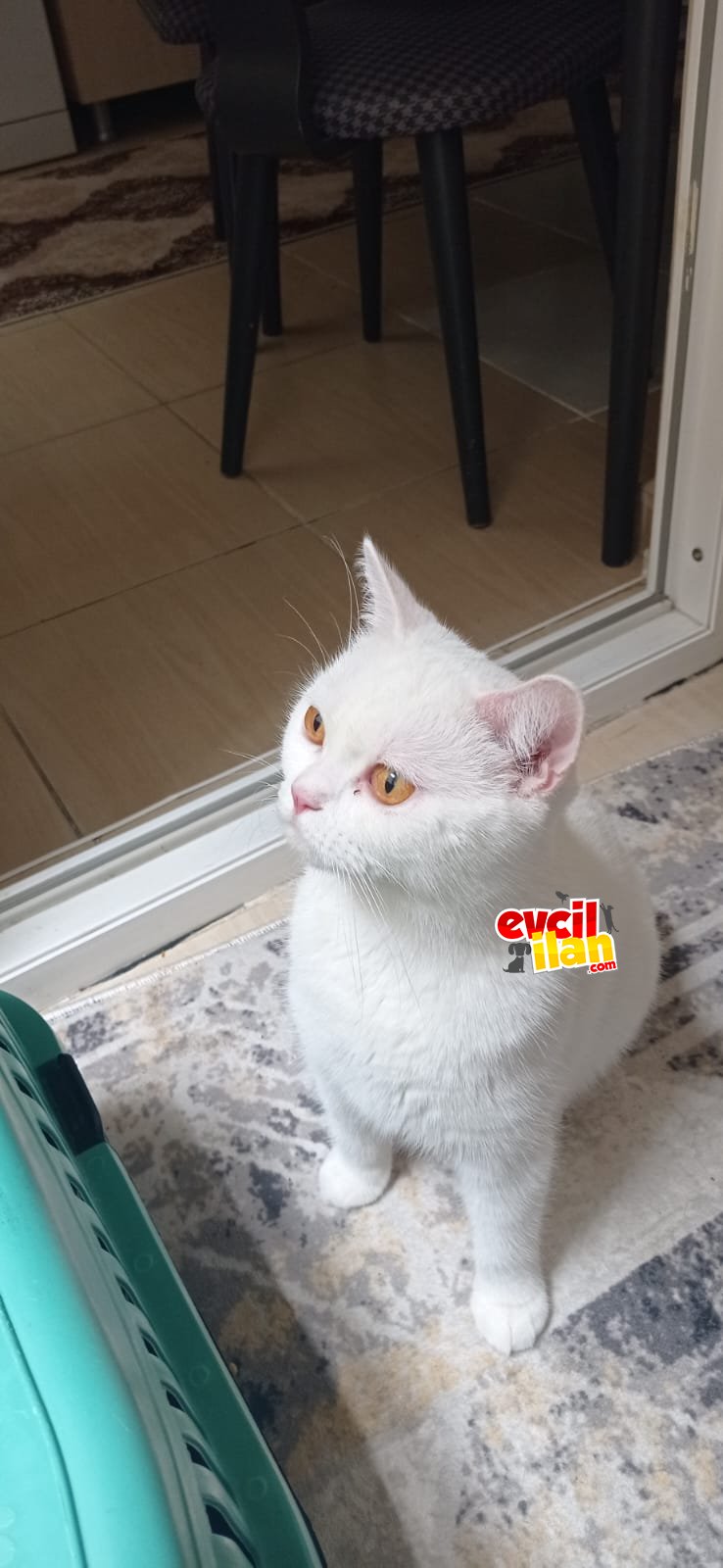 Pamuk a yuva arıyoruz 
