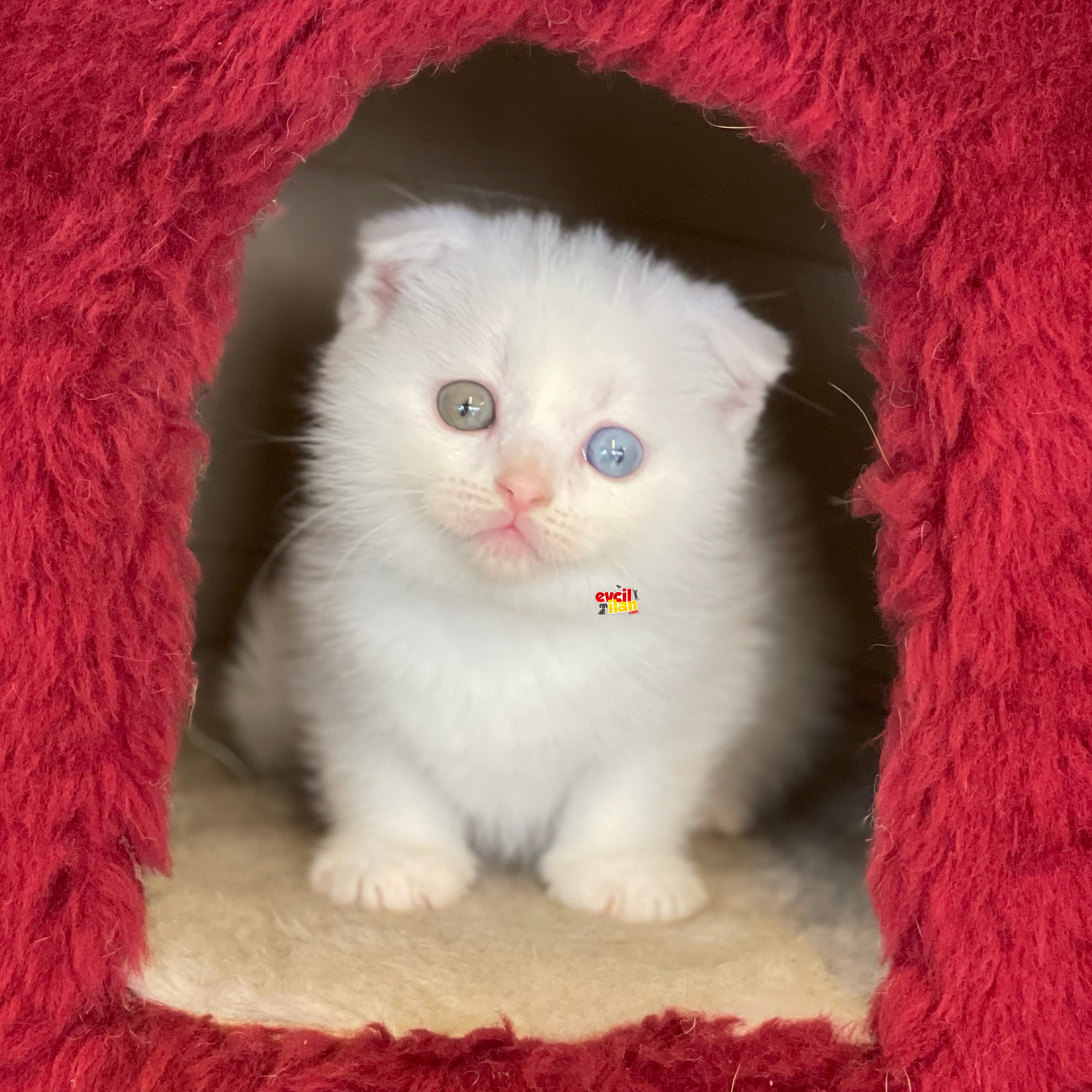 Pamuk gibi beyaz dişi scottish fold yavrumuz 