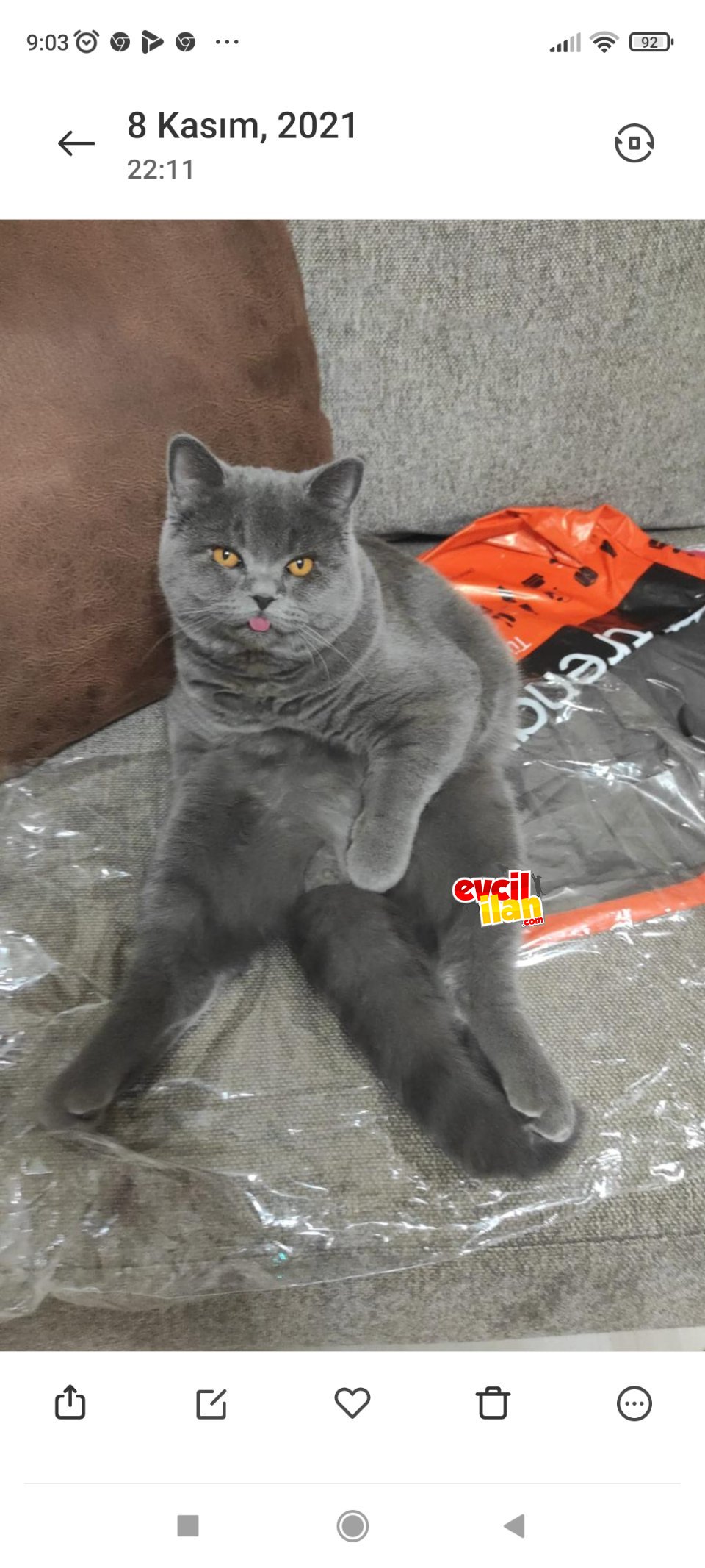 Pamuk oğlumu sahiplendirmek istiyorum