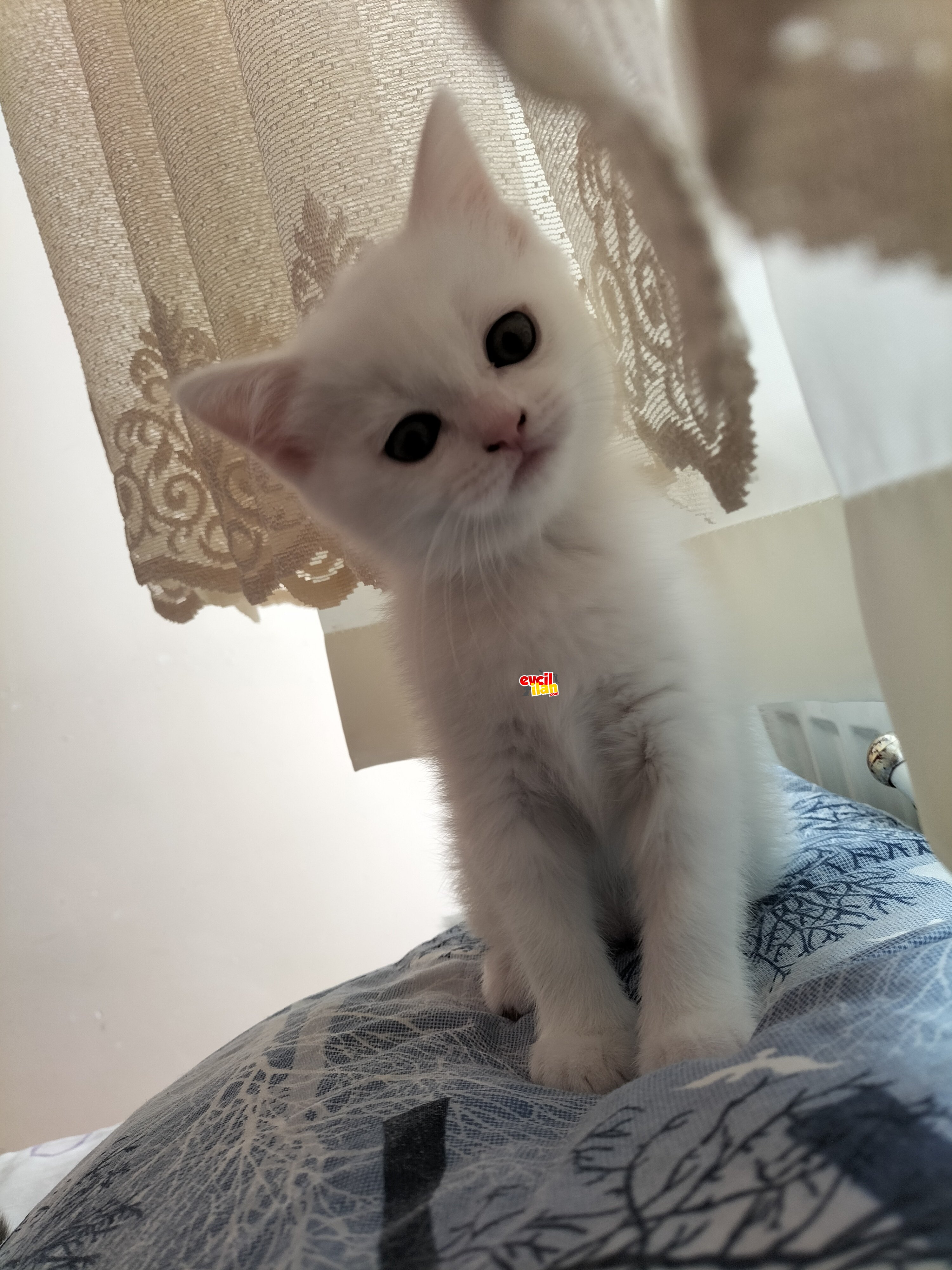 Pamuk prensesim