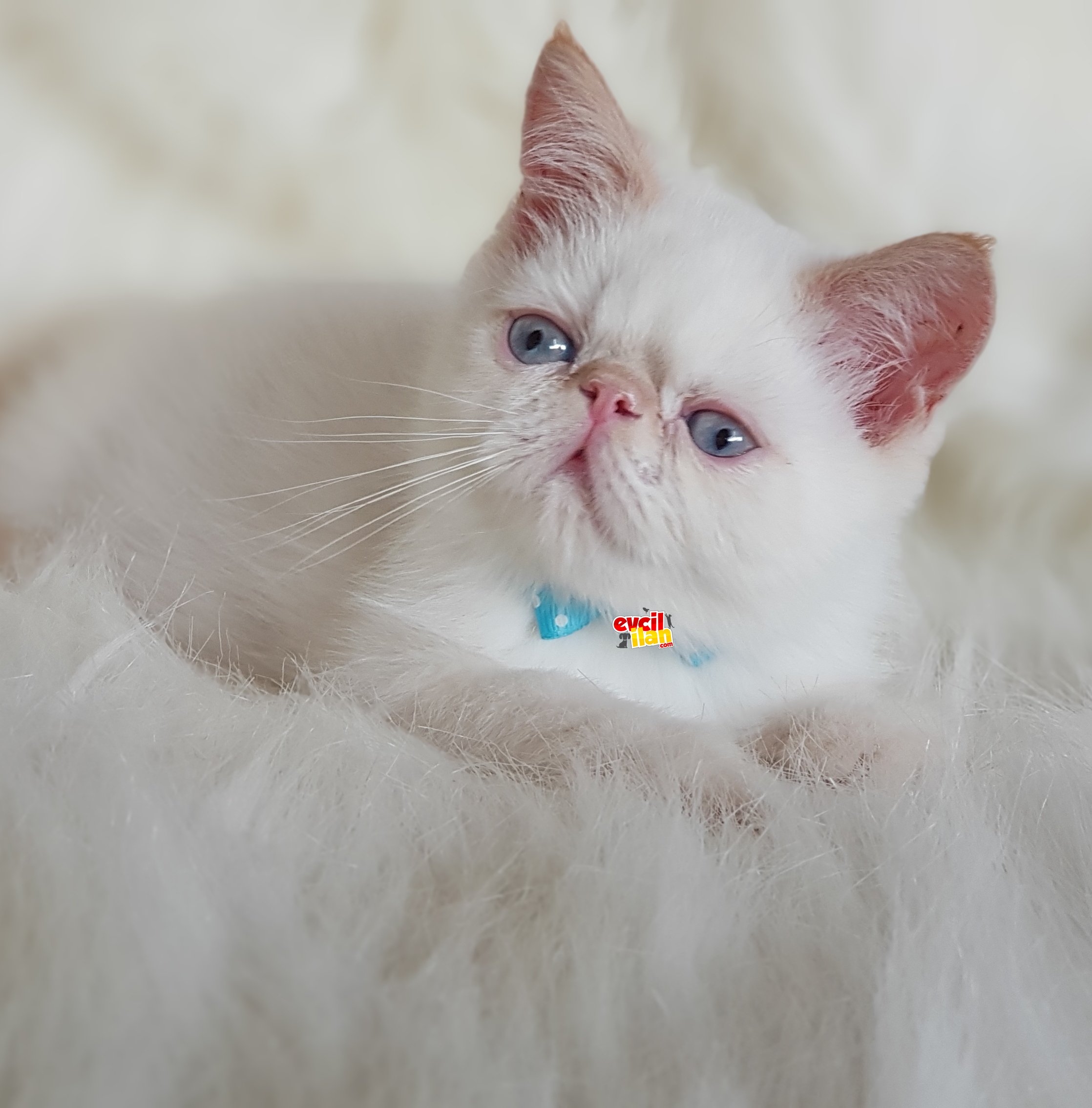 Pamuk şekeri exotic shorthair erkek yavrumuz 