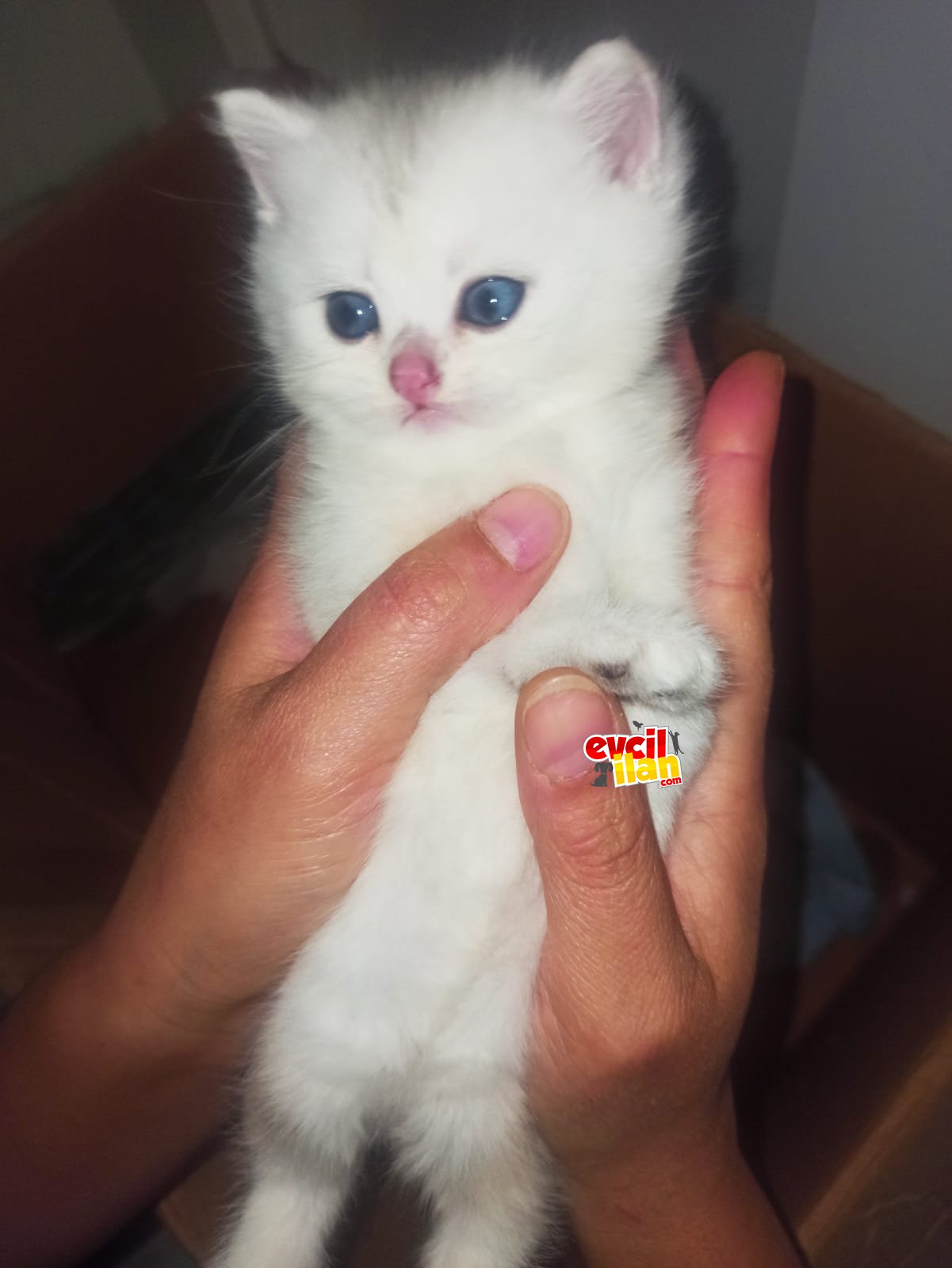 Pamuk şekerim