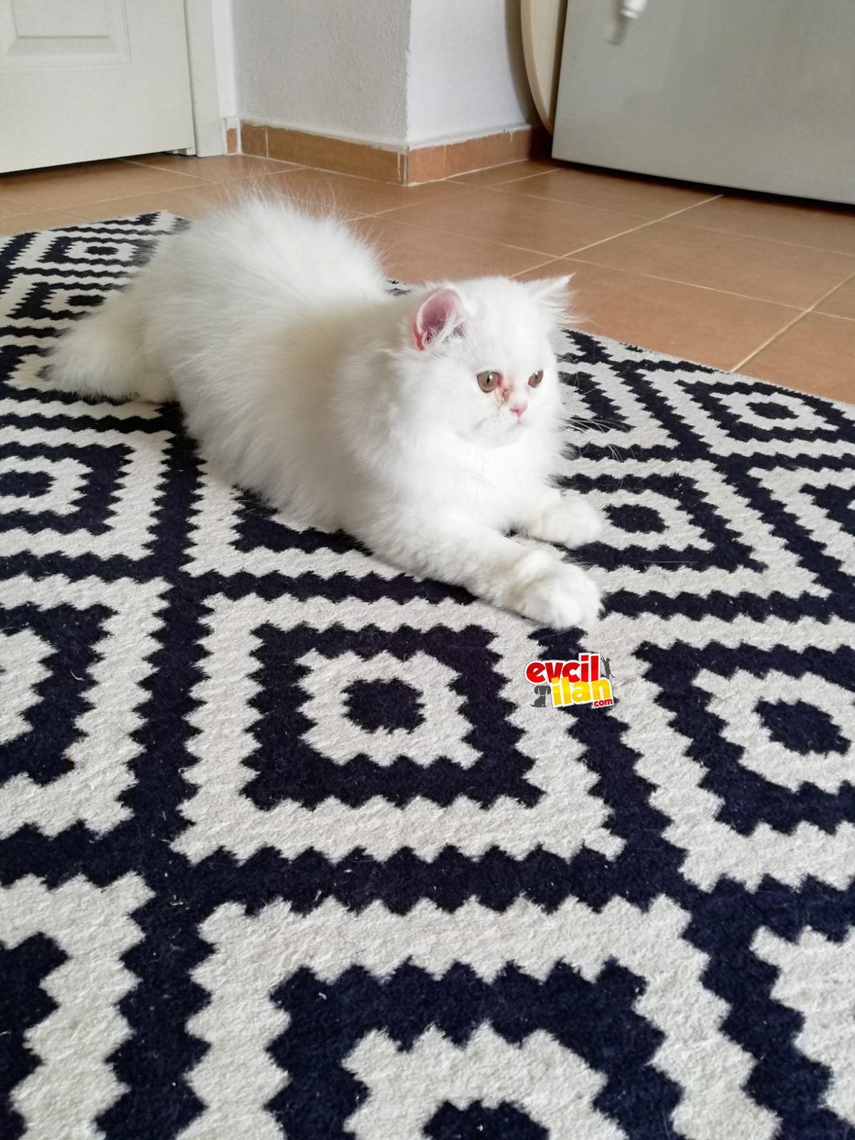 Pamuk sekerimiz yeni yuvasını arıyor