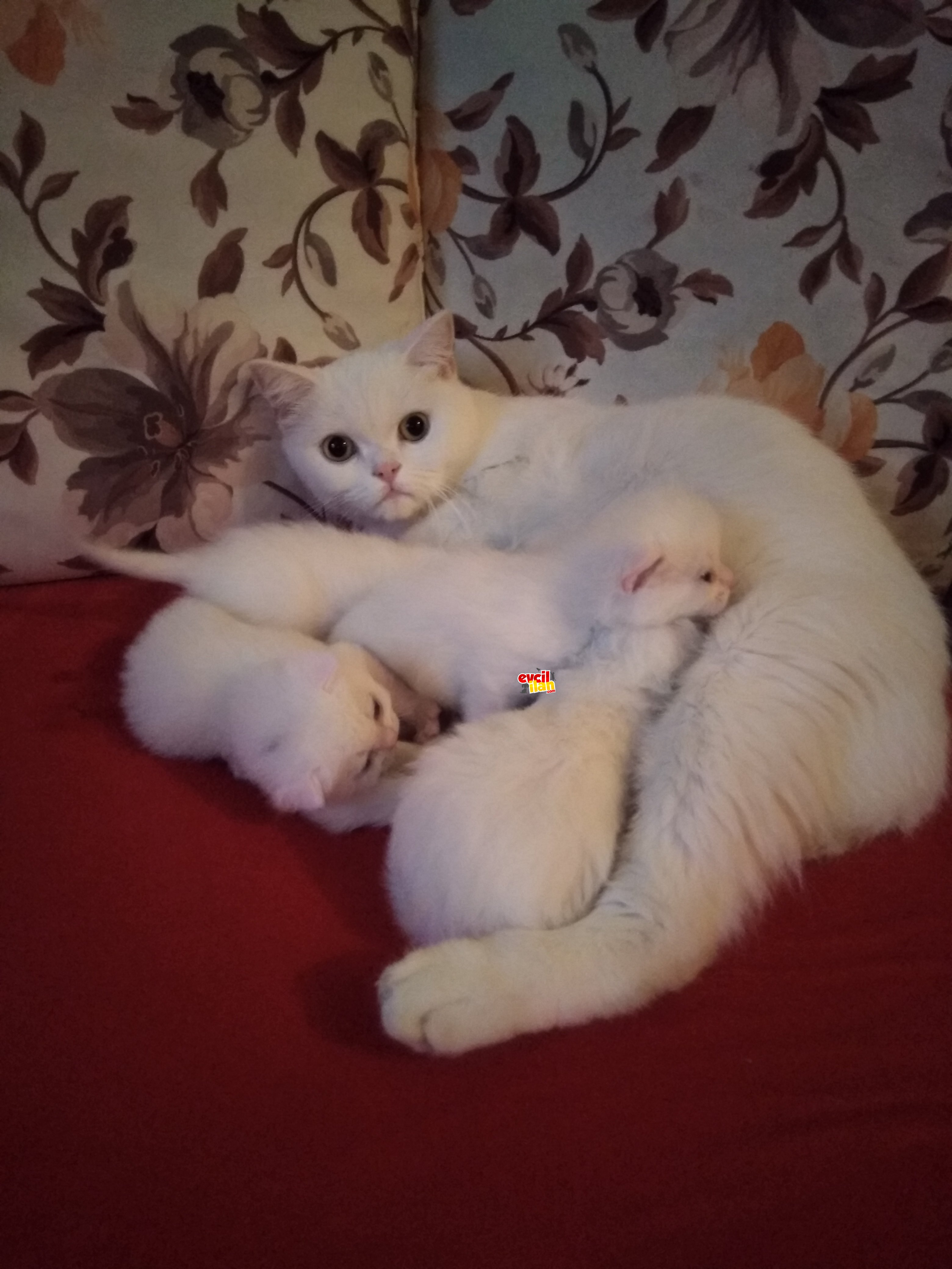 Pamuk Şekerleri Scottish Fold