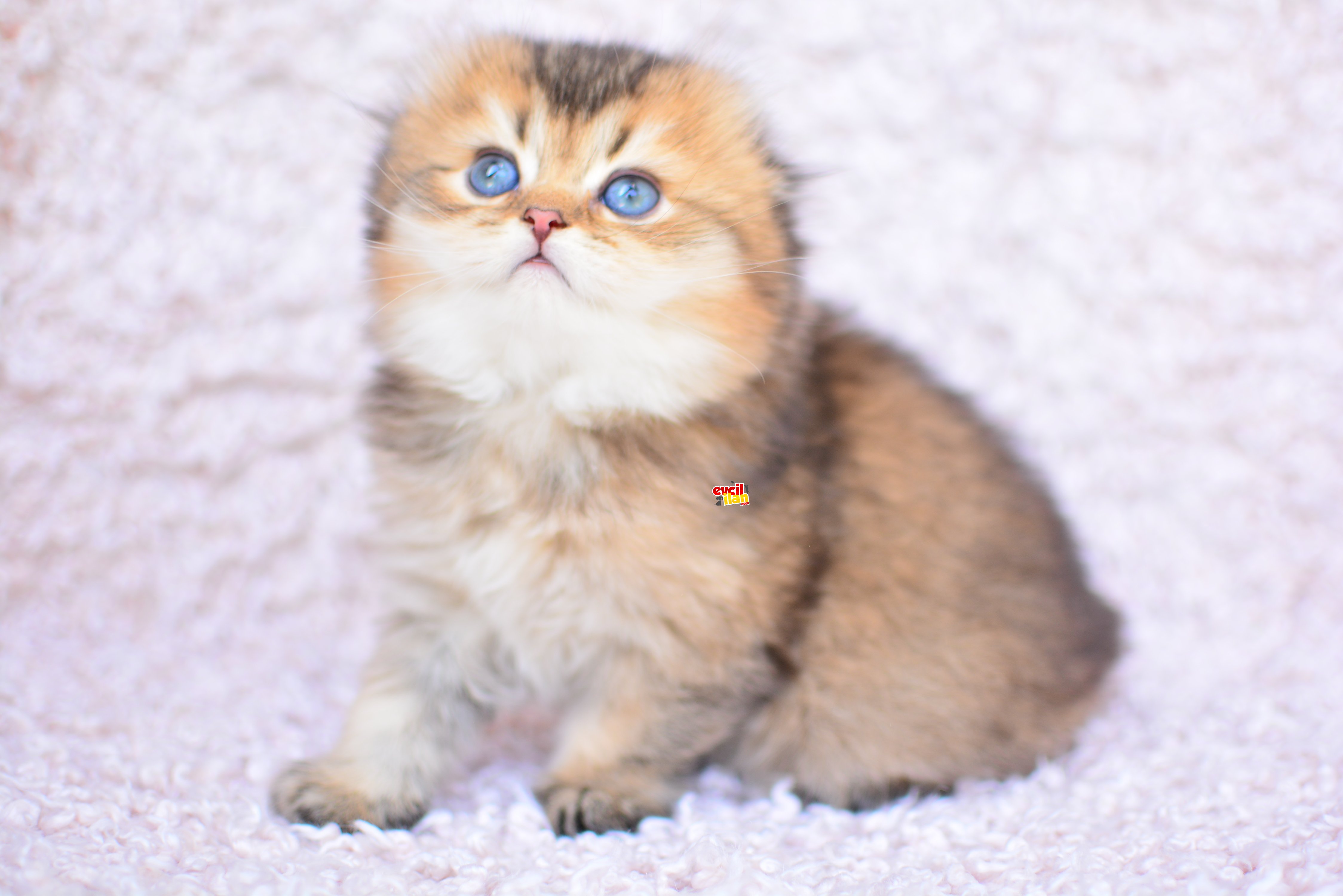 PAMUK TÜYLÜ GOLDEN KULAKSIZ SCOTTISHFOLD