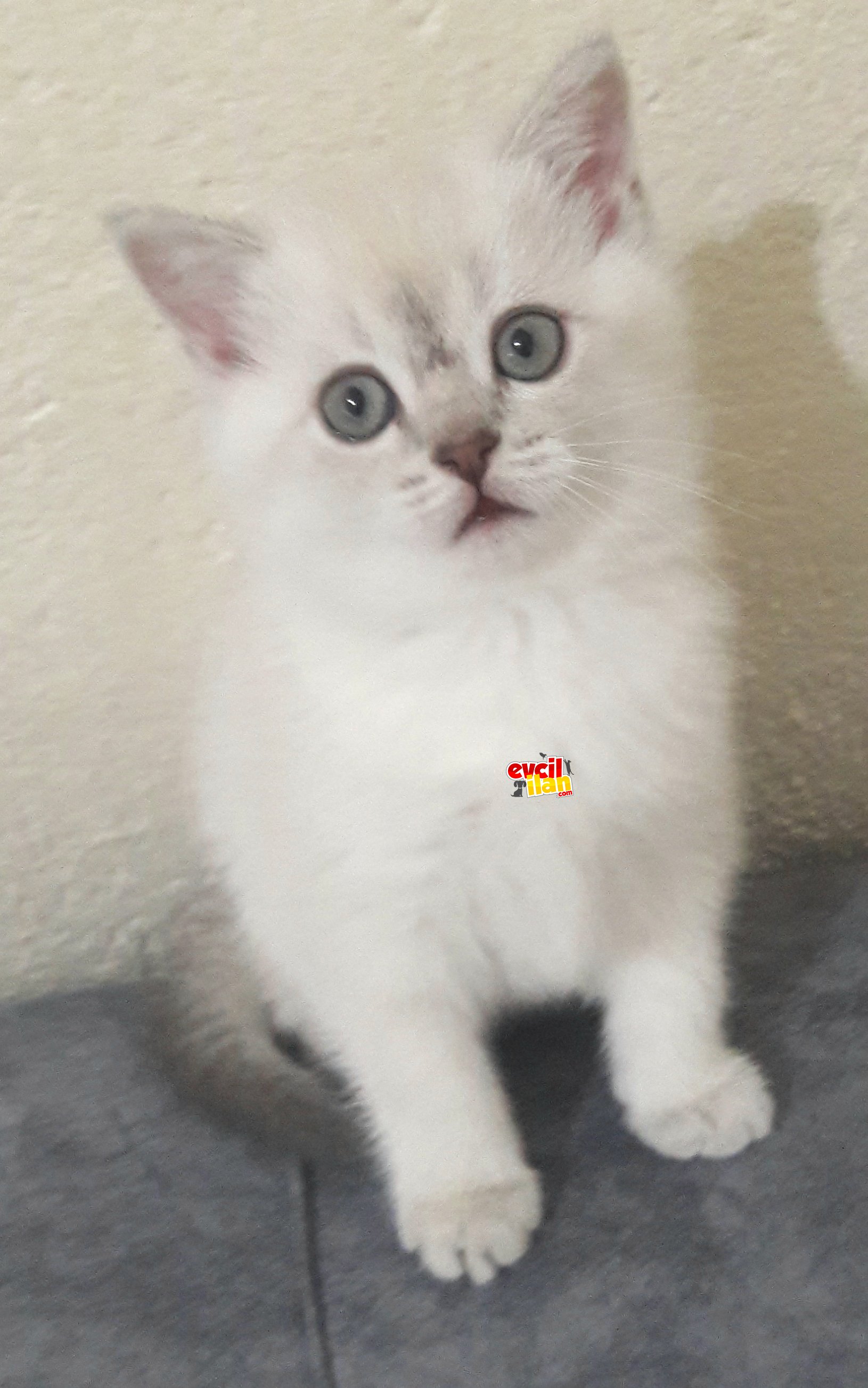 Pamuk