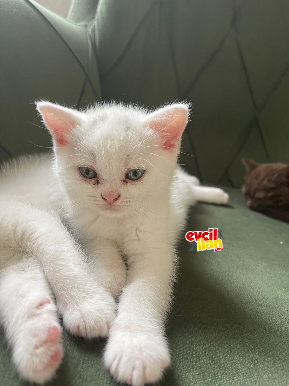 Pamuk