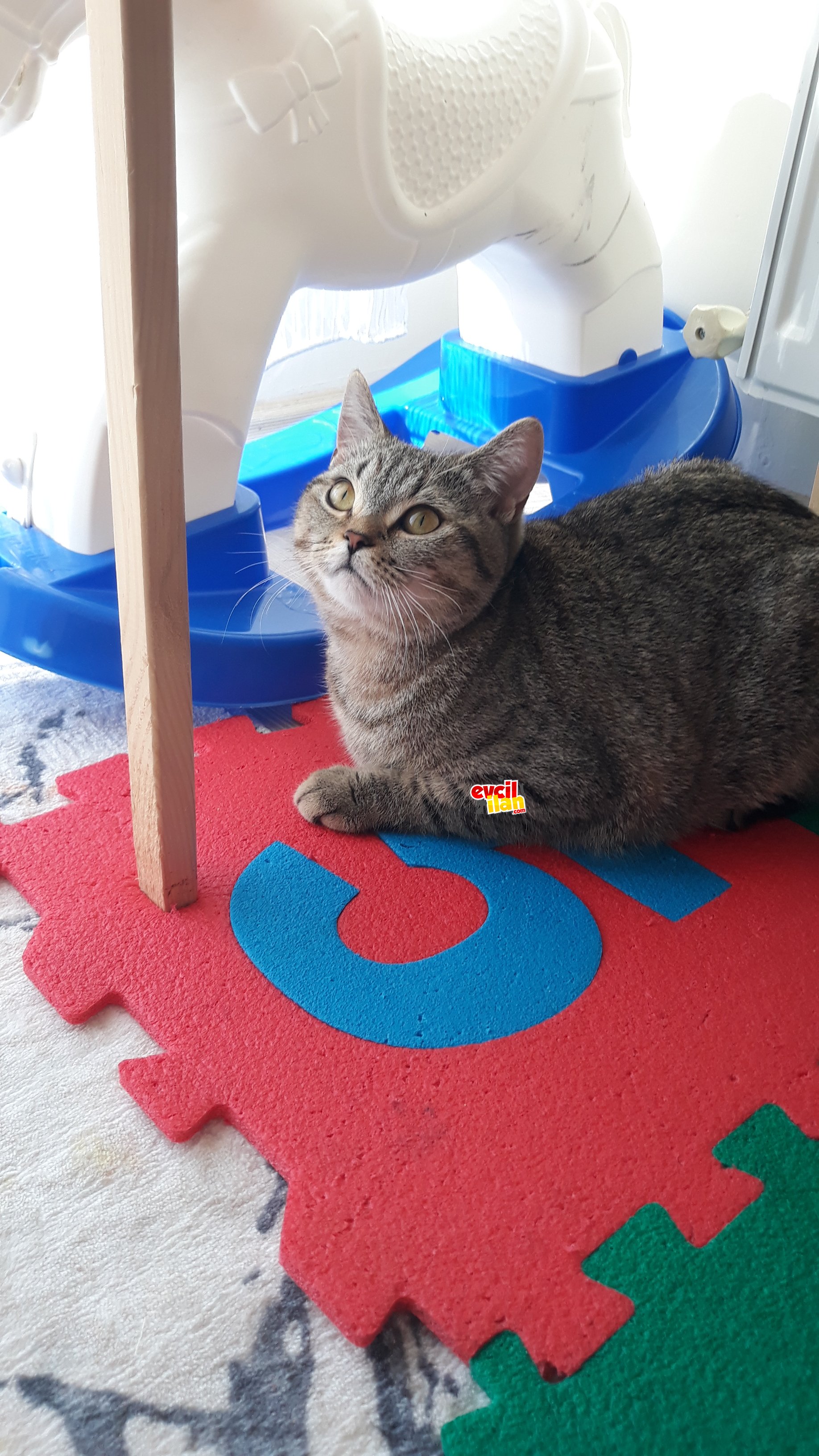 Pamukumuza yuva arıyoruz 