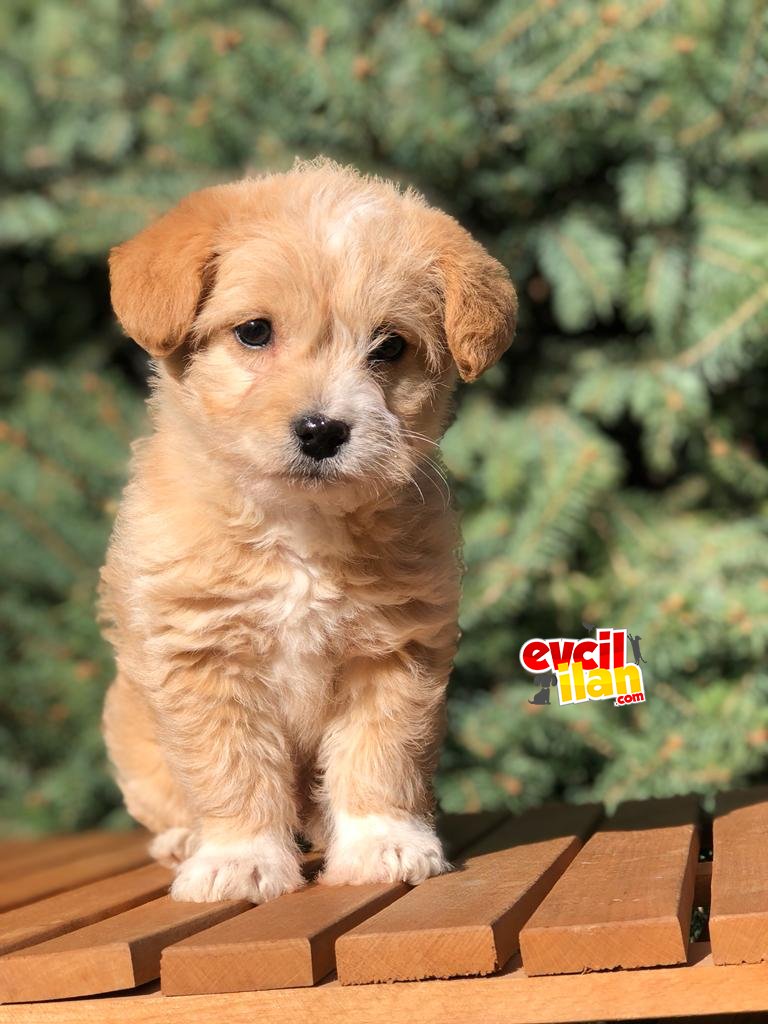 Parti color dişi maltipoo yavrumuz teslime hazır