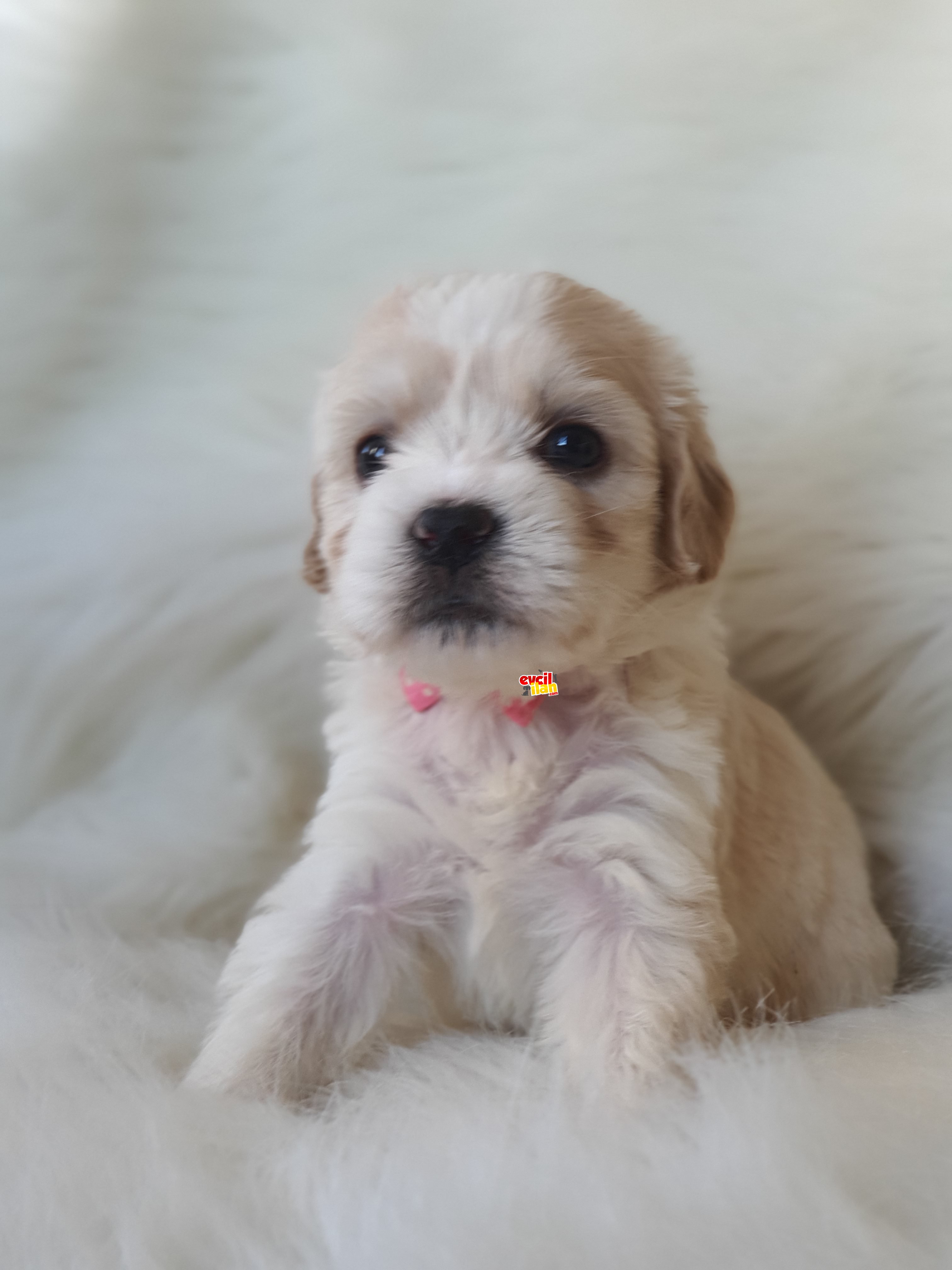 Particolor dişi Maltipoo yavrumuz yeni ailesi ile tanışmaya hazır 