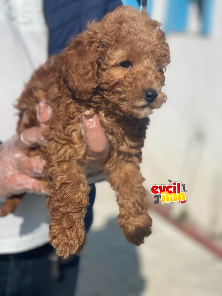 PASAPORTLU KALİTELİ POODLE BEBEKLERİMİZ