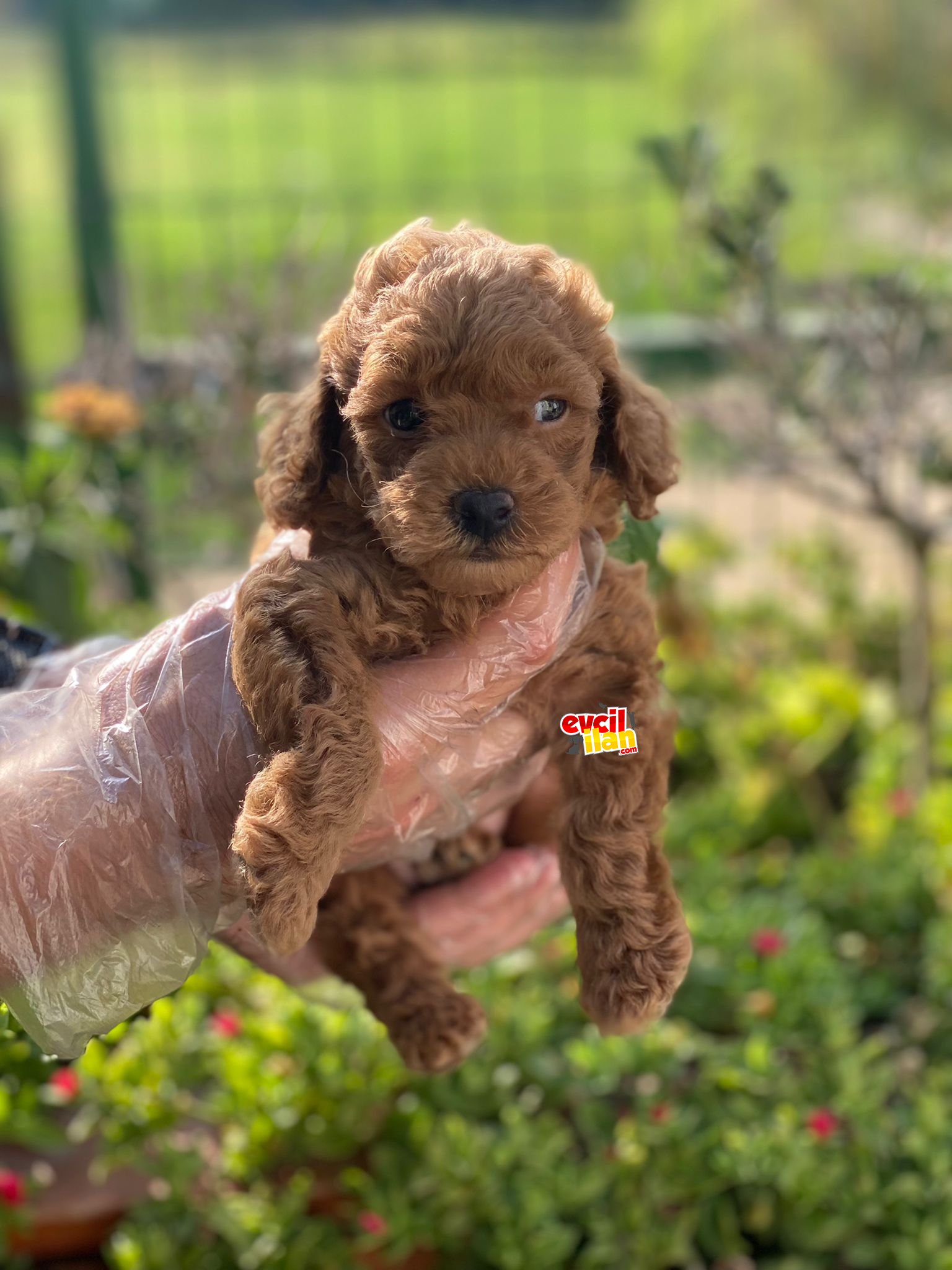 PASAPORTLU KALİTELİ POODLE BEBEKLERİMİZ