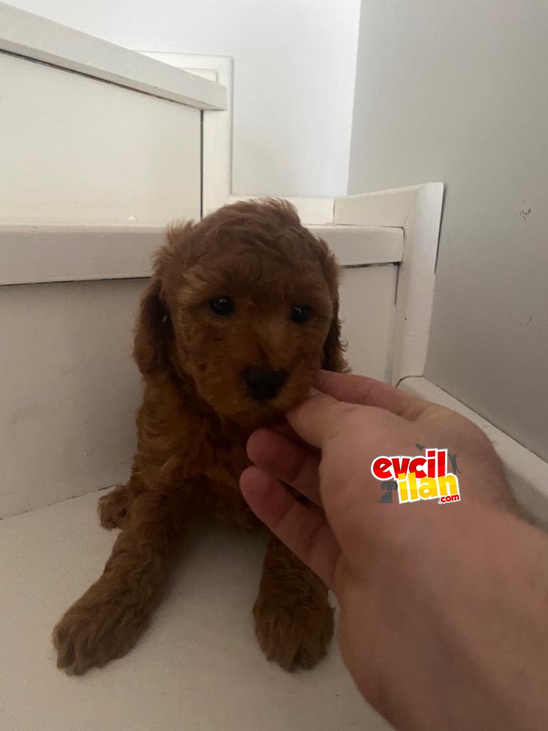 PASAPORTLU KALİTELİ POODLE BEBEKLERİMİZ