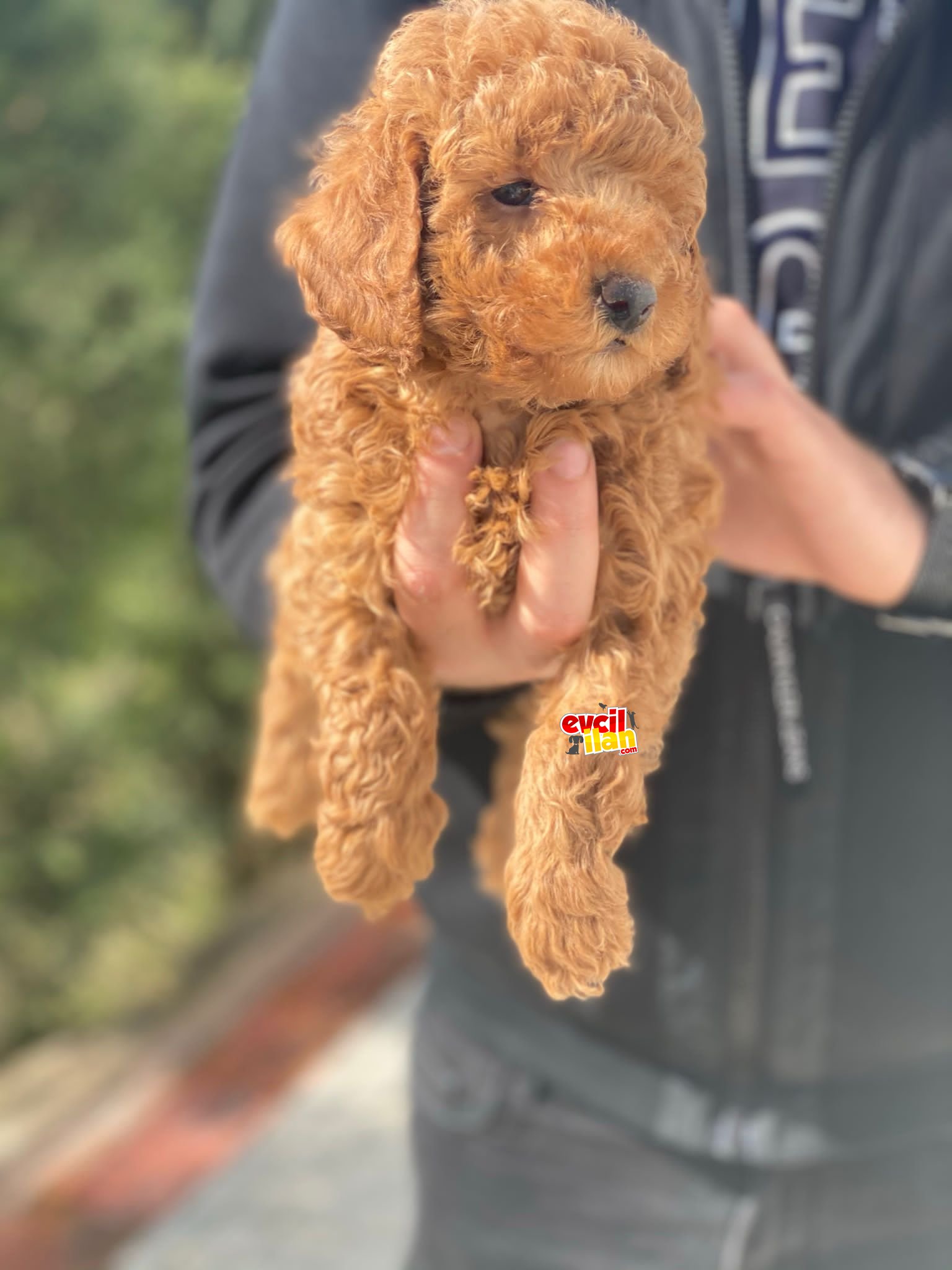 PASAPORTLU KALİTELİ POODLE BEBEKLERİMİZ