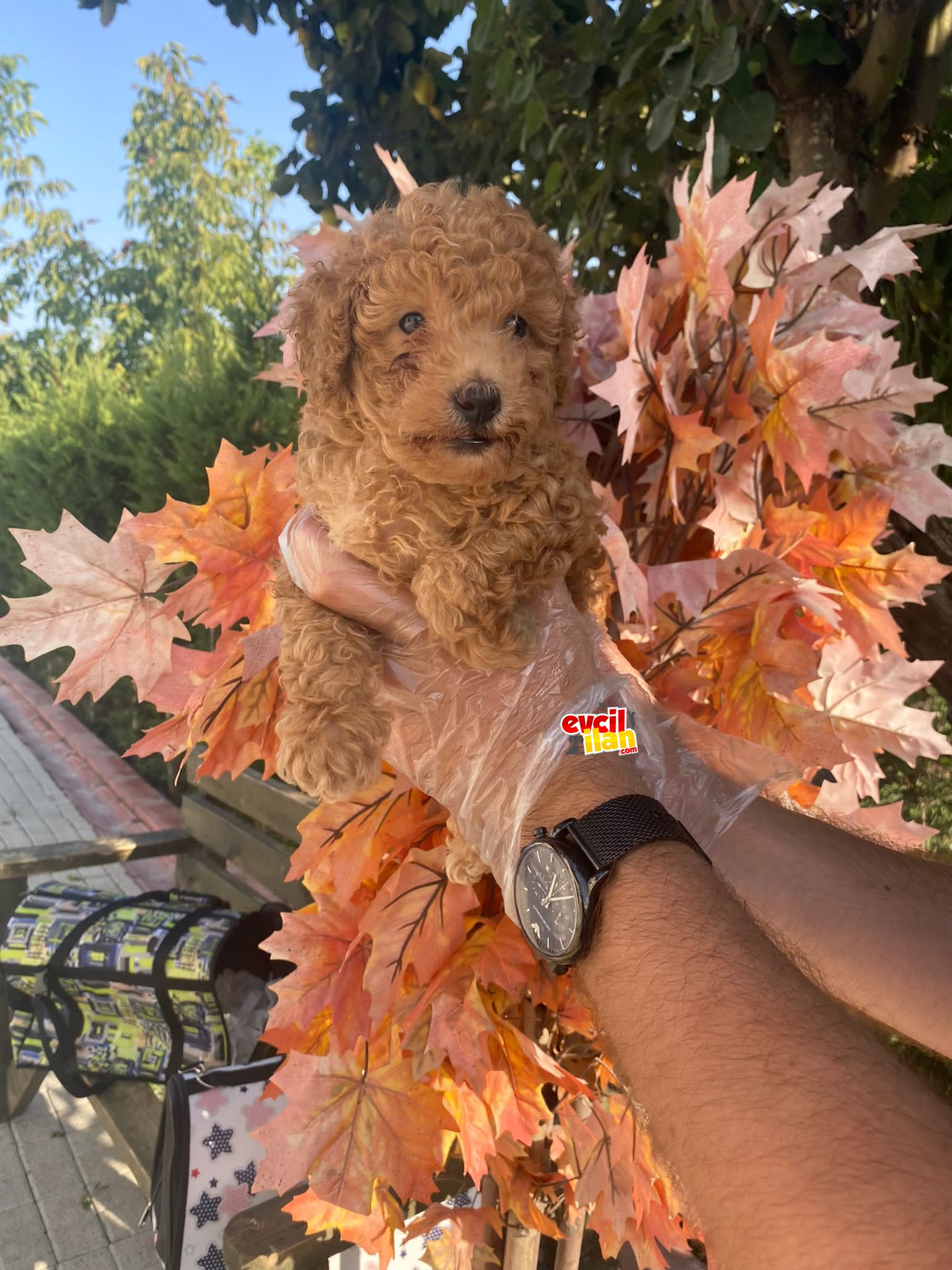 PASAPORTLU POODLE BEBEKLERİMİZ