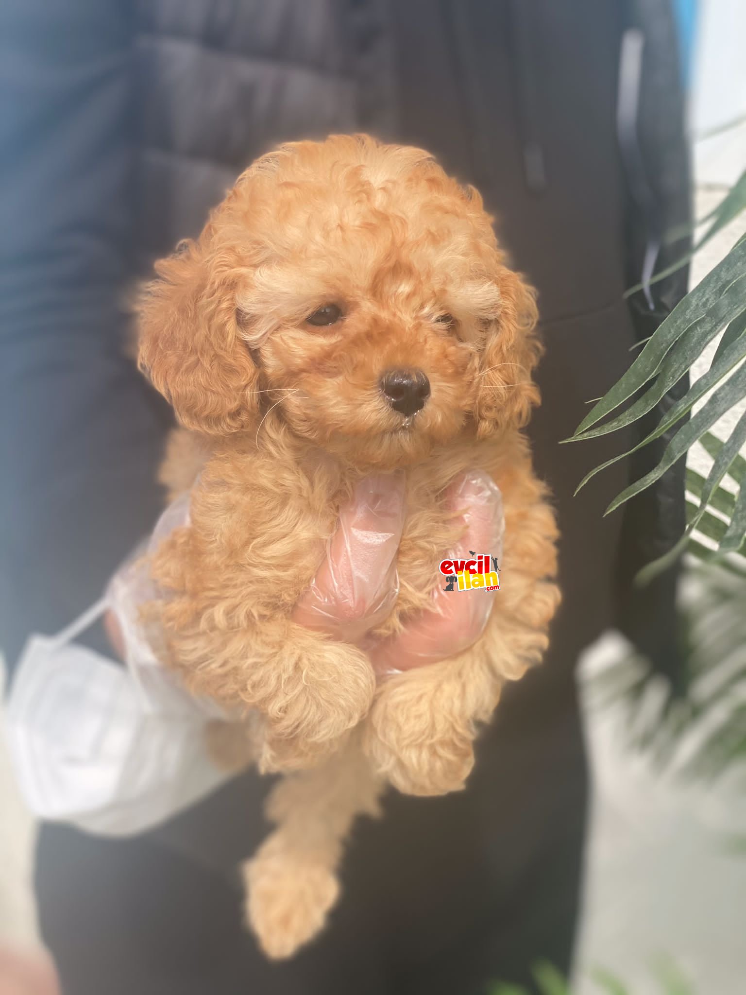 PASAPORTLU POODLE YAVRUMUZ 