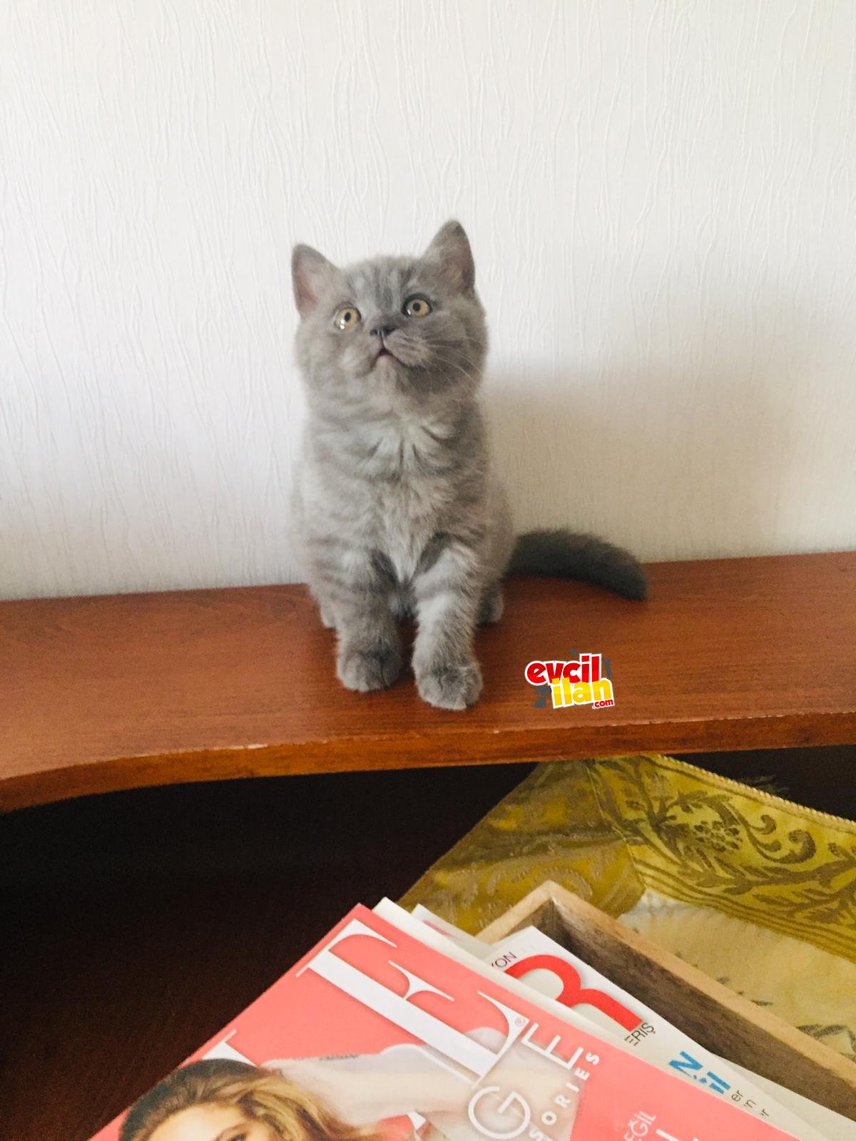 Pazarlık yapılır hareketli oyuncu dişi british kedi