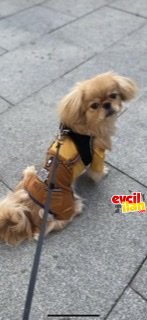 Pekinese pekinez