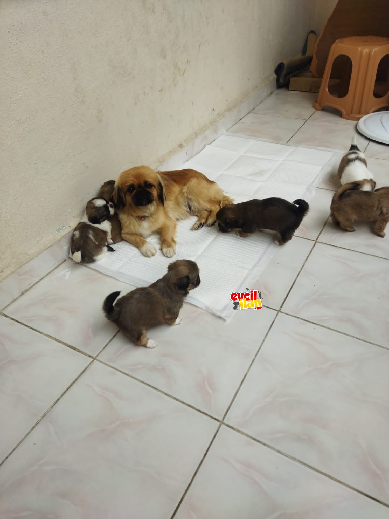 Pekinez Yavrularımı uyguna veriyorum ihtiyaçtan dolayı